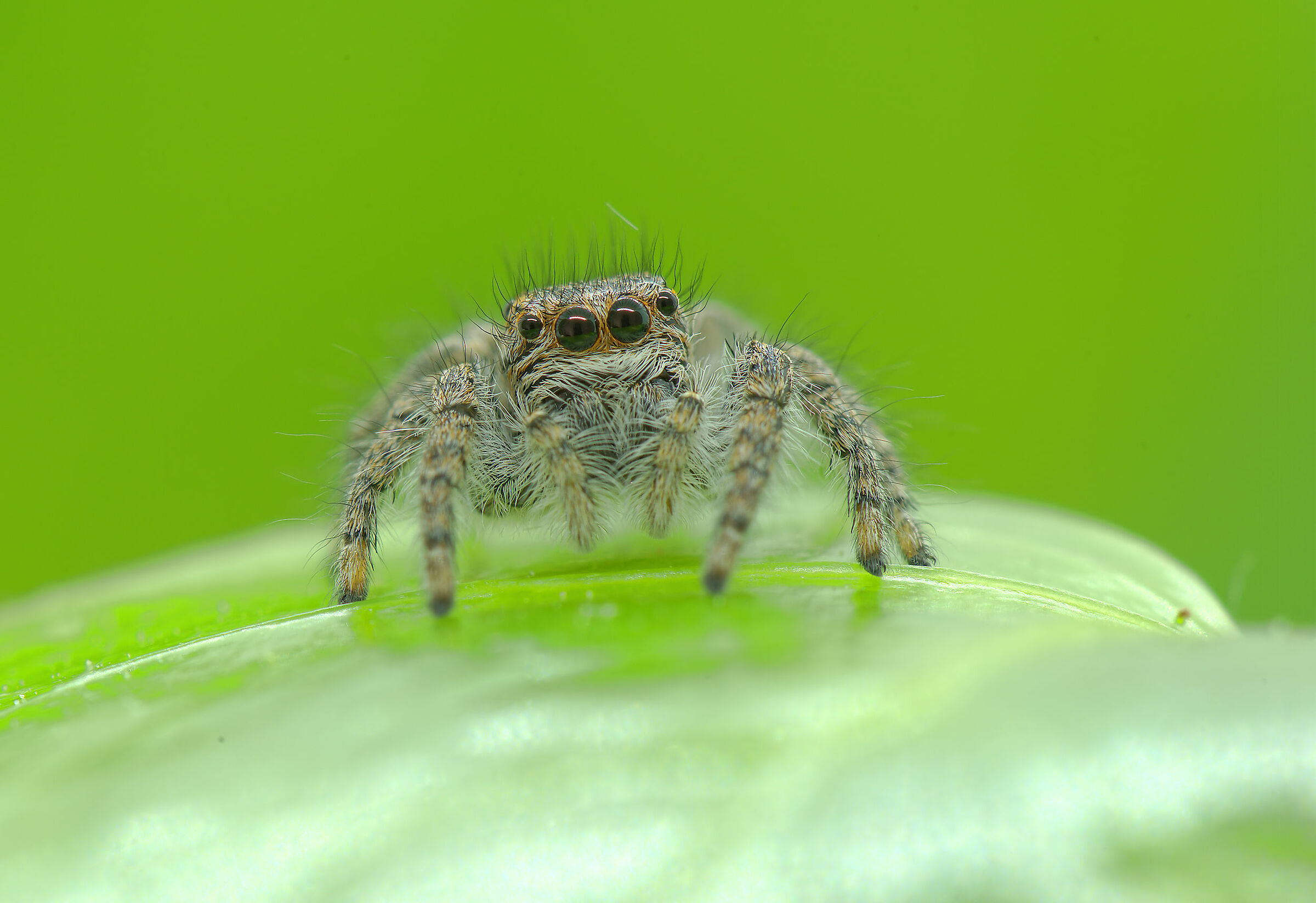 Salticidae