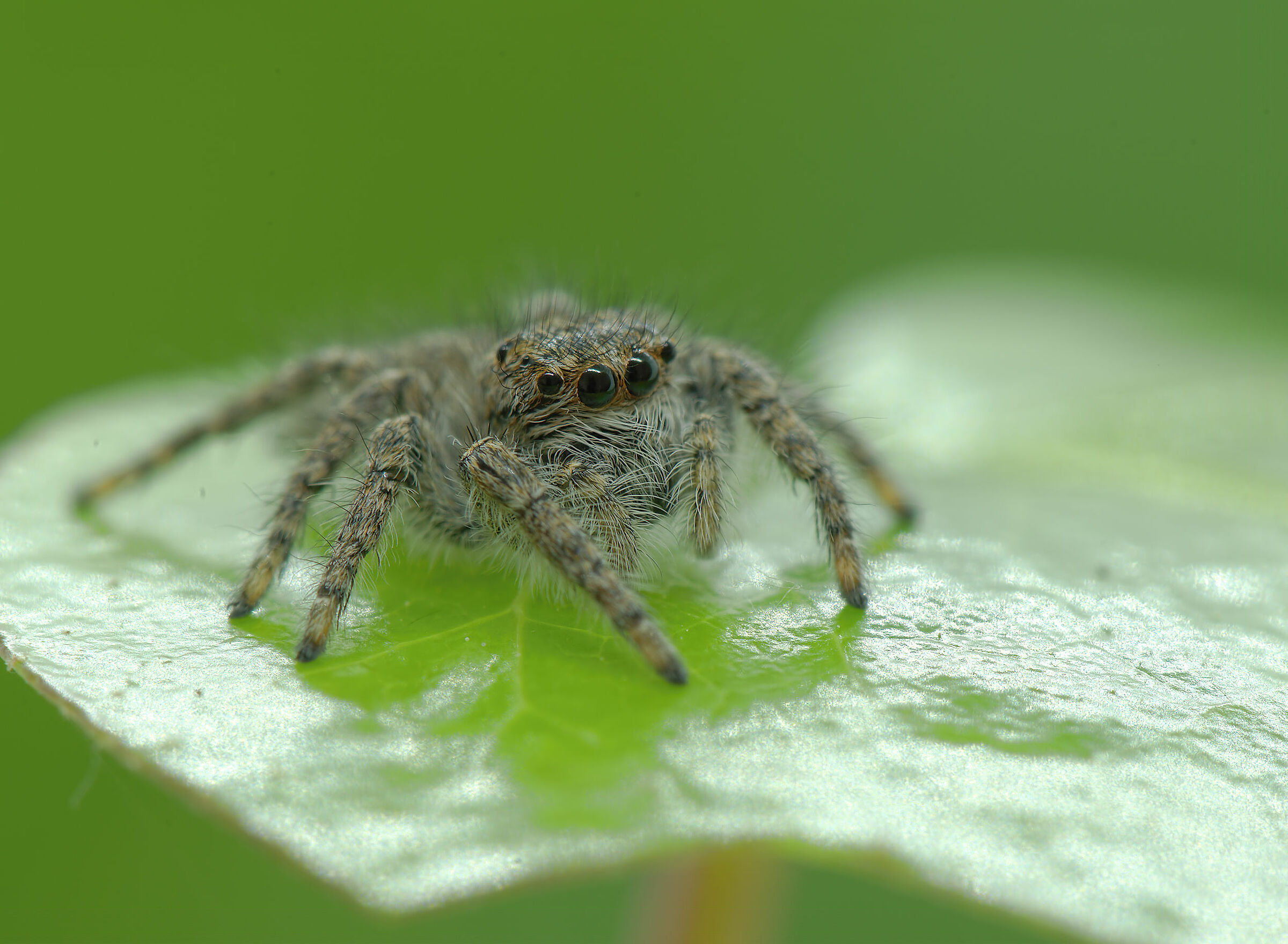Salticidae