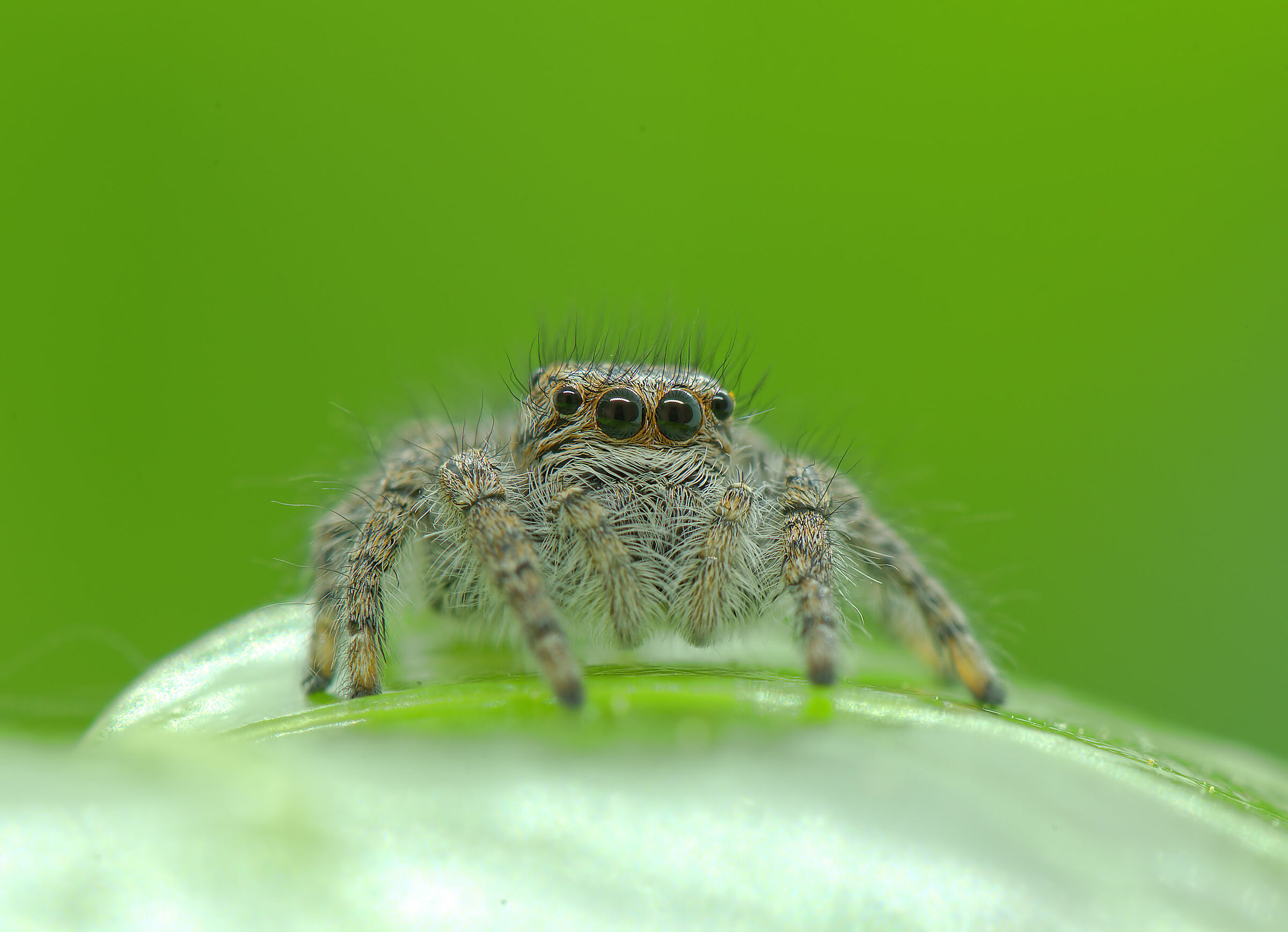 Salticidae
