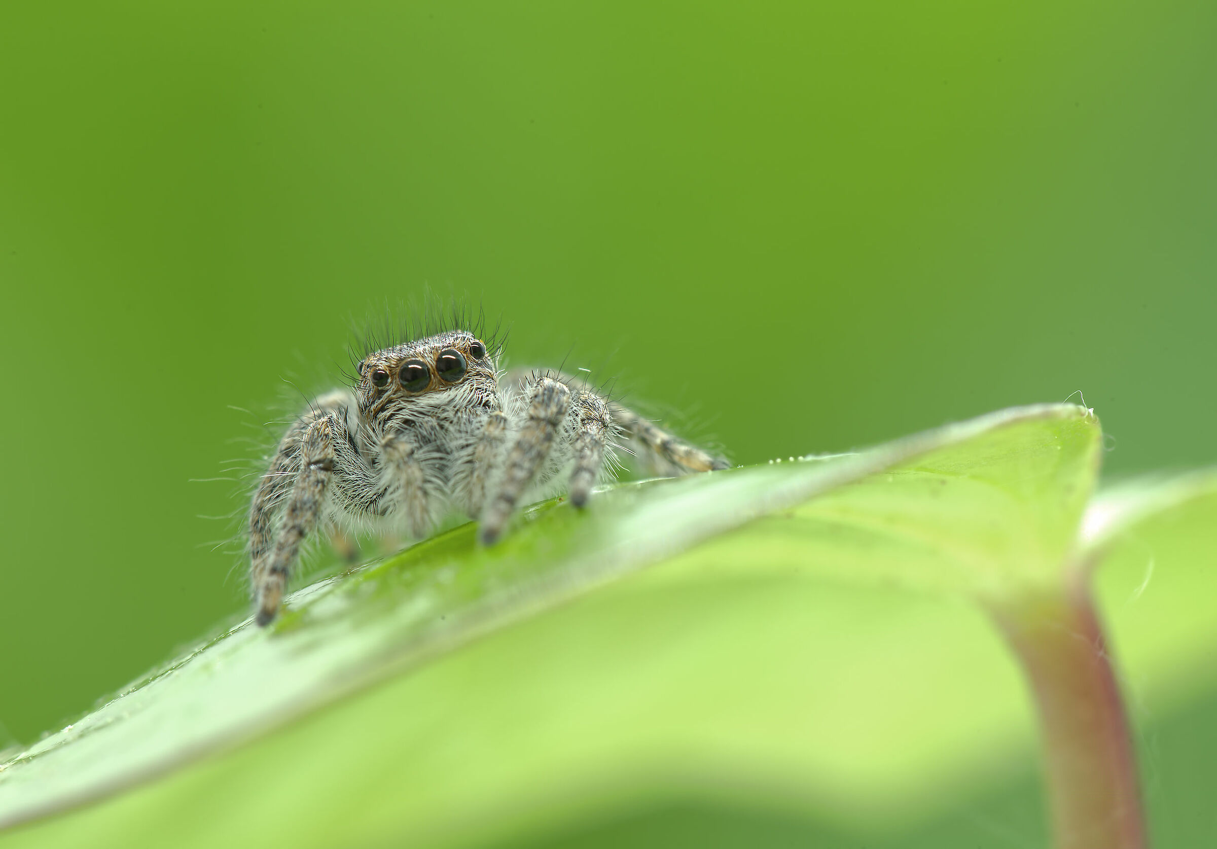 Salticidae