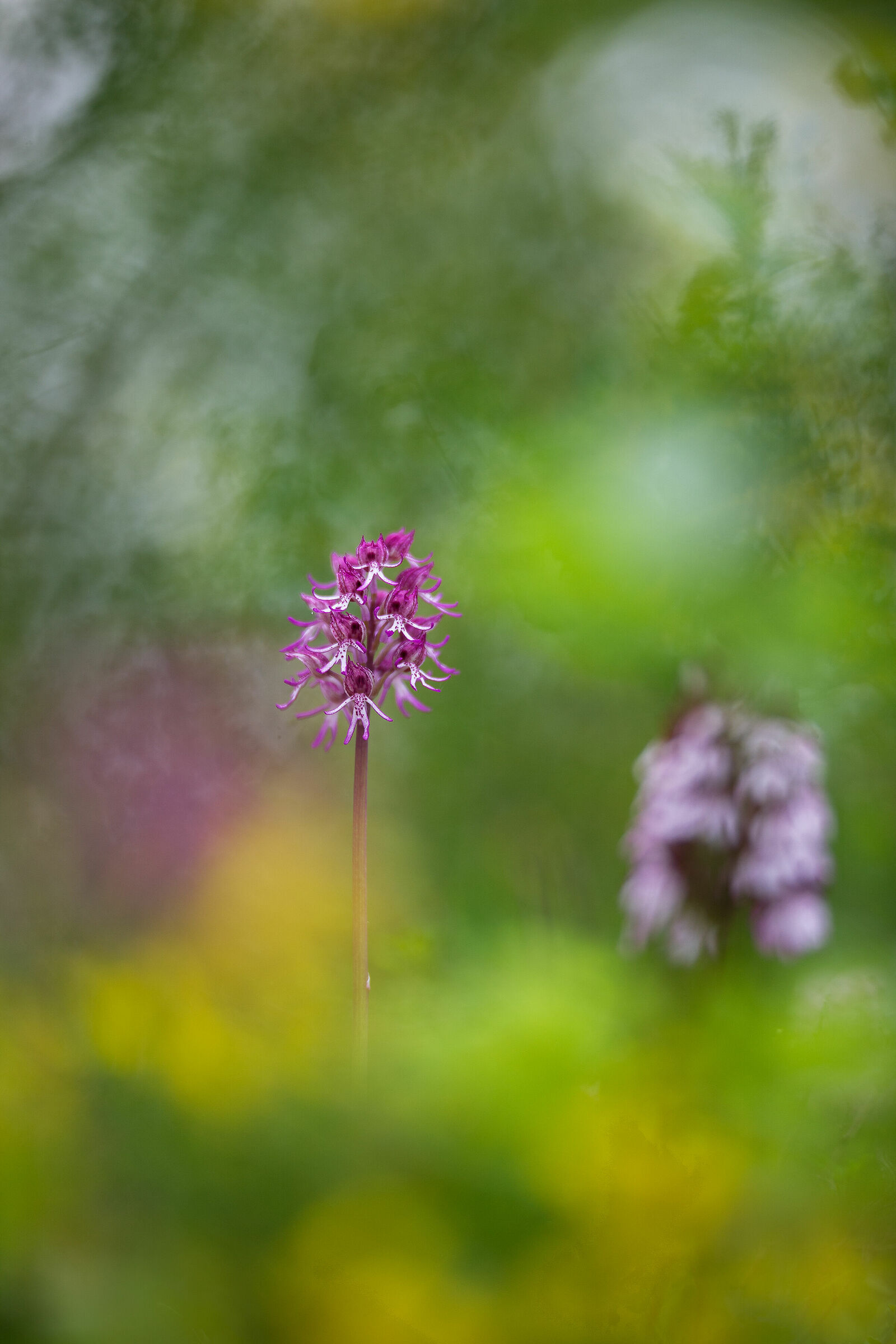 Orchis x angusticruris