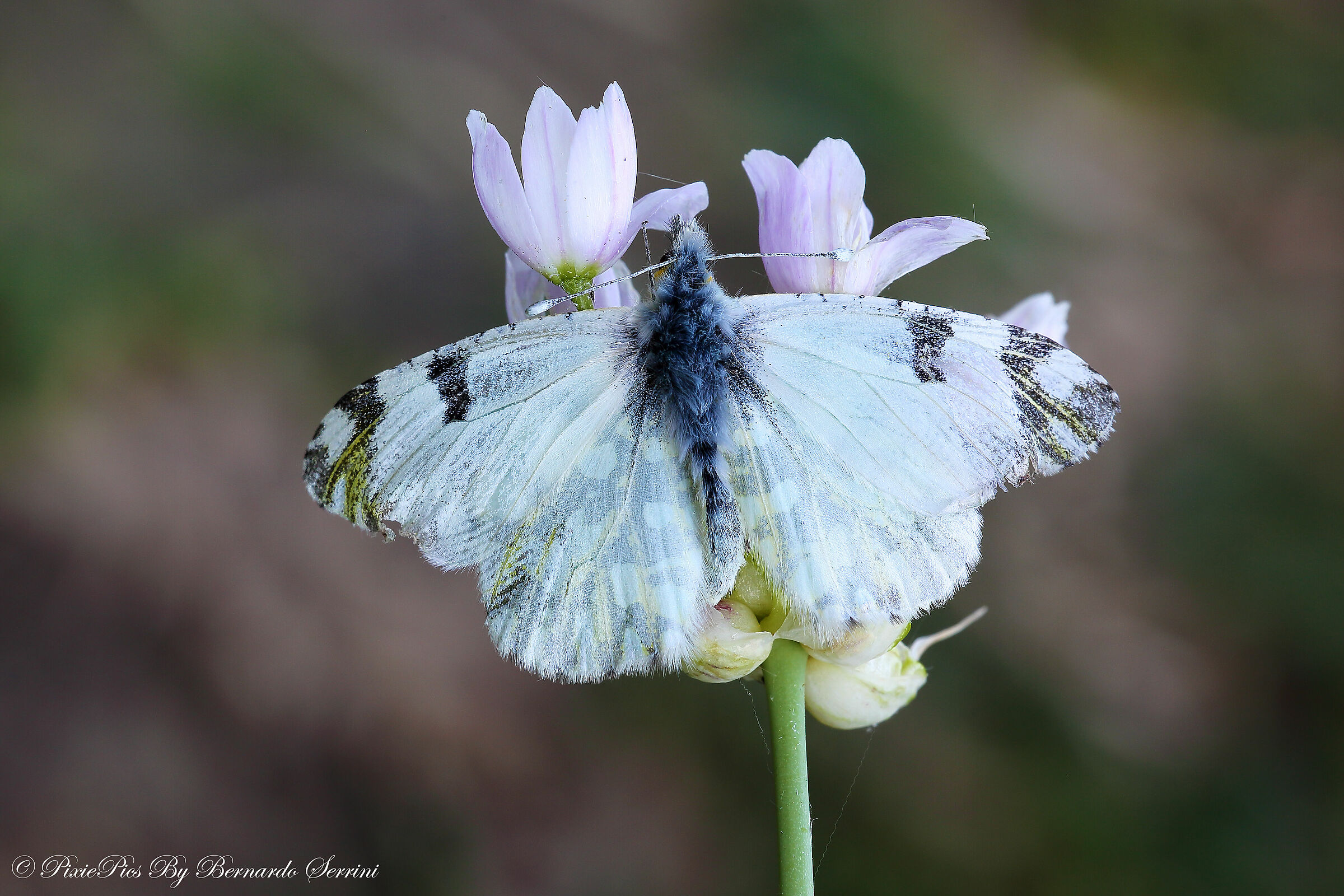 Antocharis Cardamines