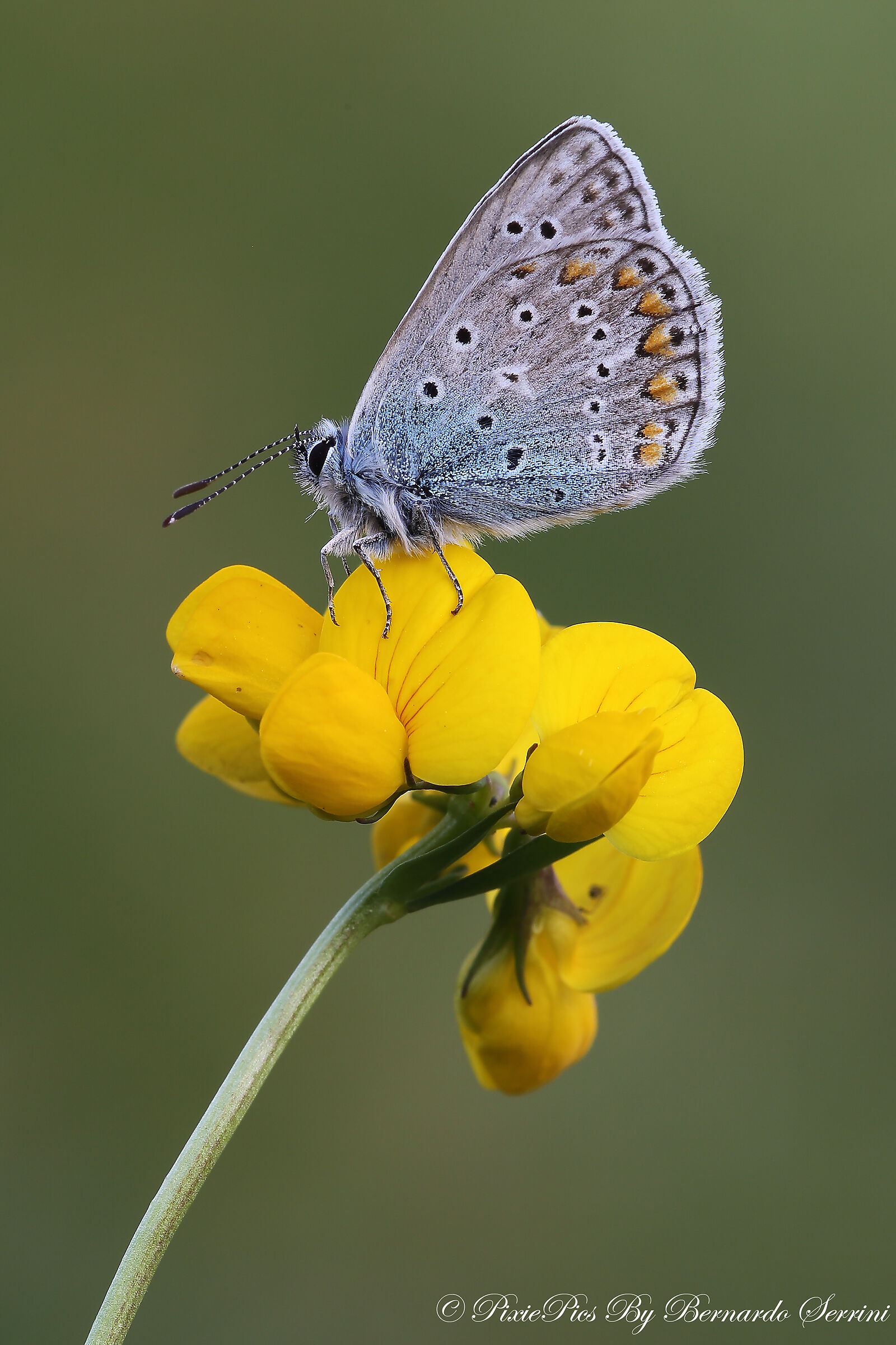 Lycaena tityrus
