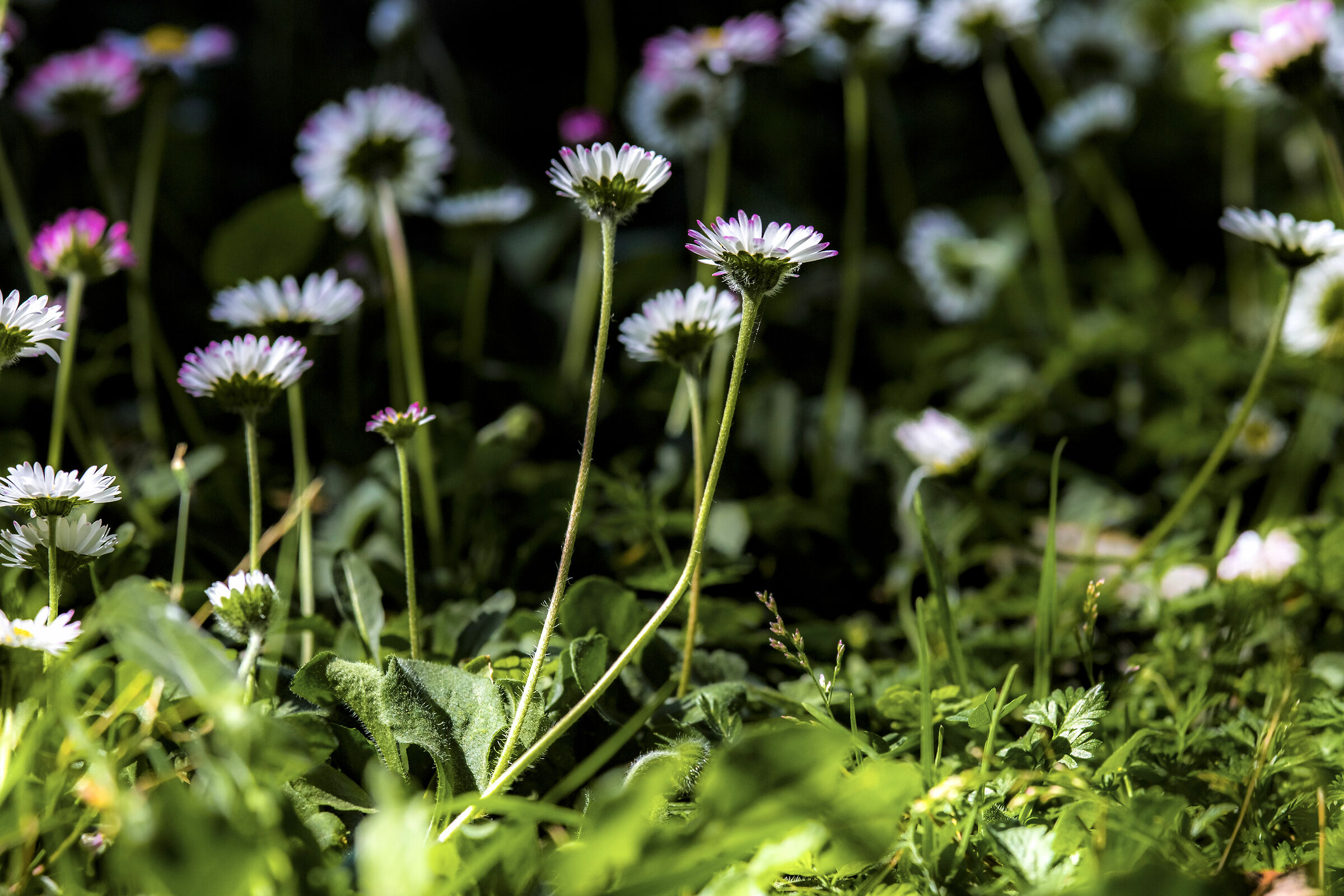 Belly on the ground... Admiring