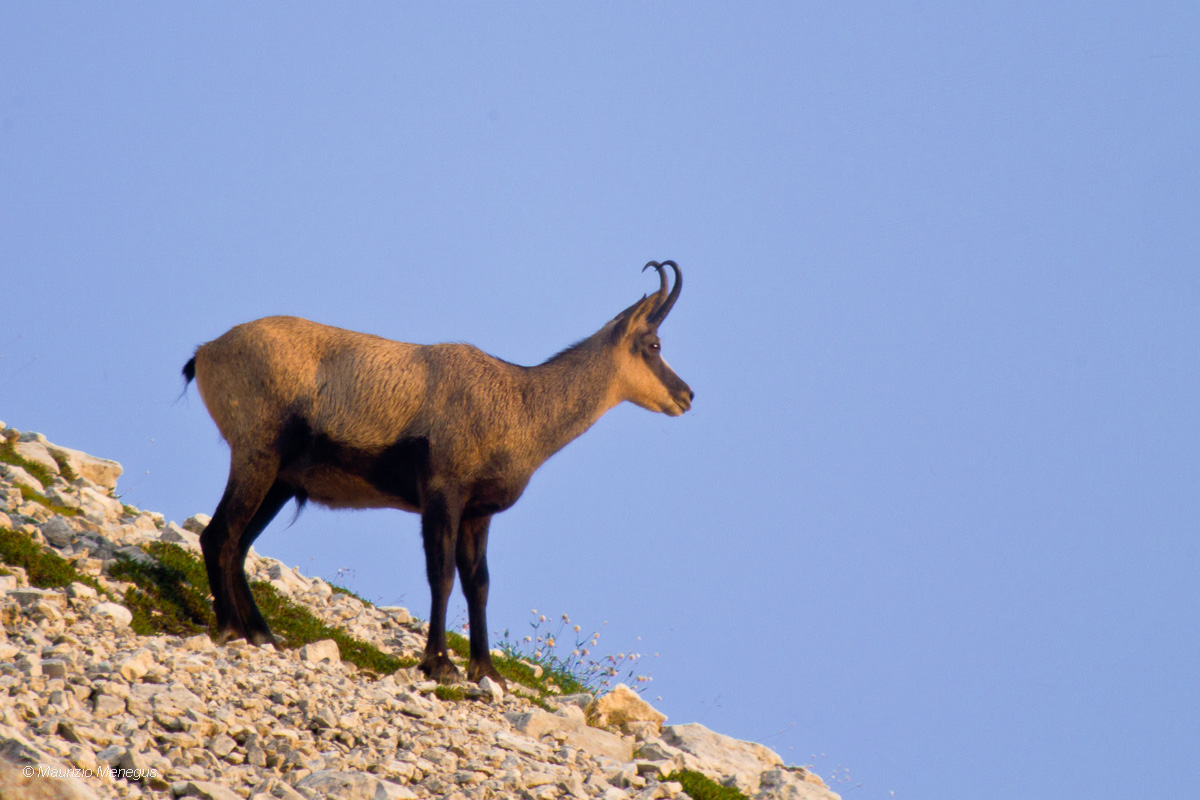 Camoscio maschio d'estate