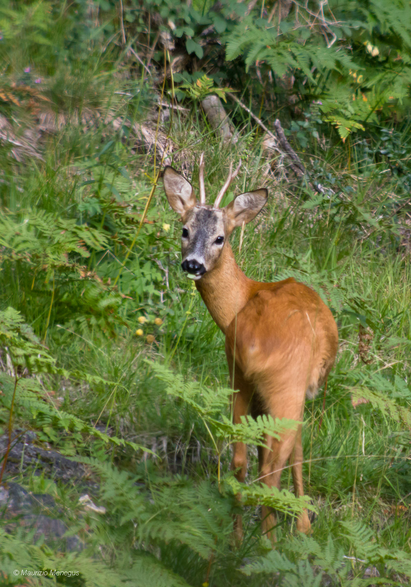 Giovane capriolo nel periodo degli amori 2