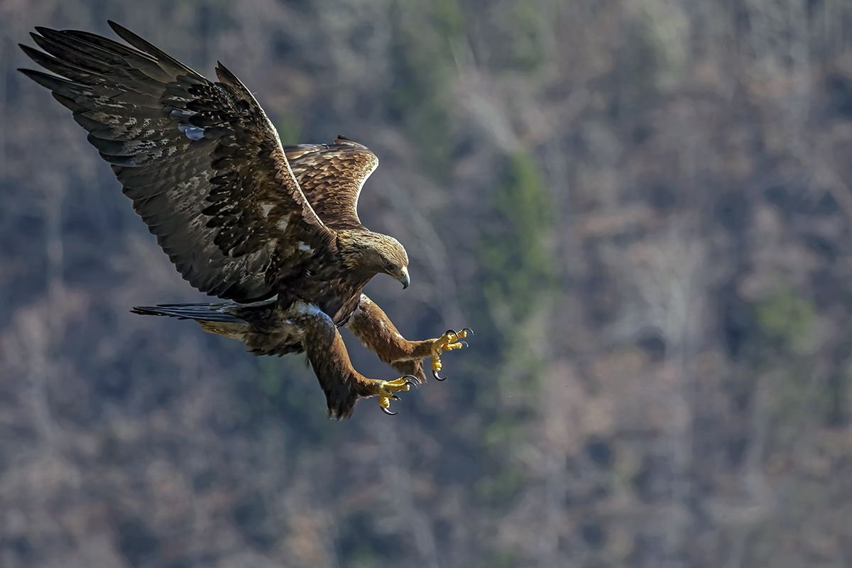 Aquila reale -Alpi Italiane-