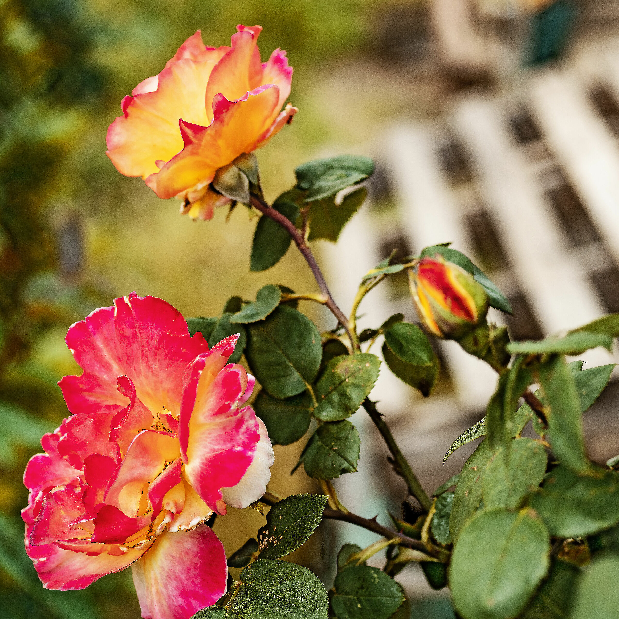 Rose del mio vicino 2