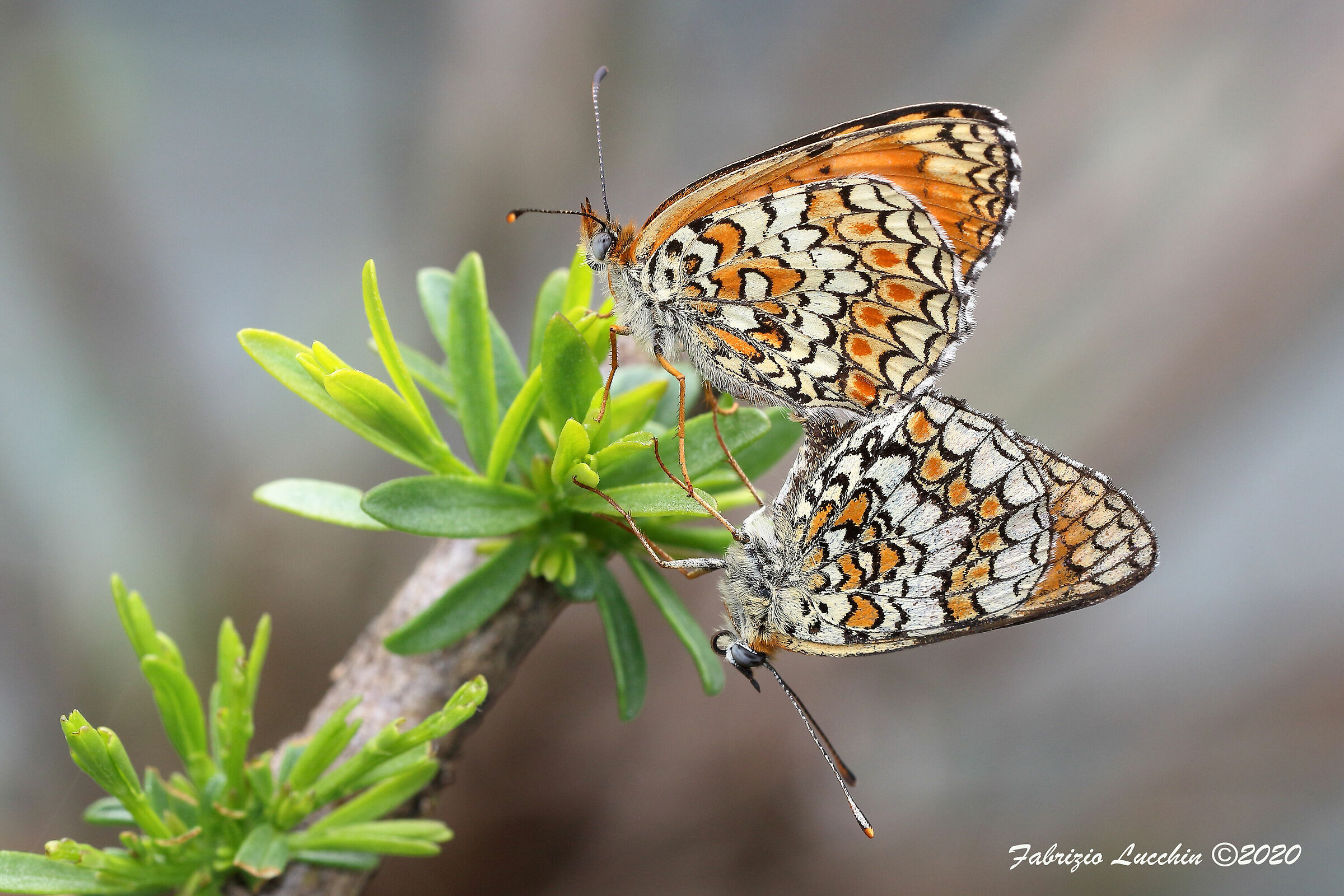 Melitaea phoebe (a Km. zero)