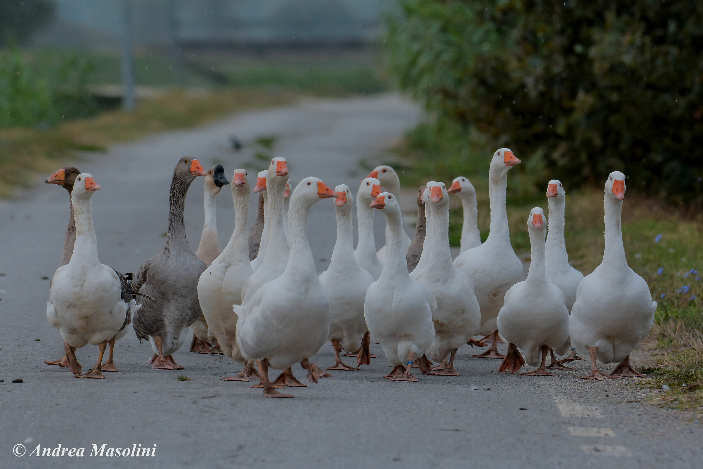 Ducks around