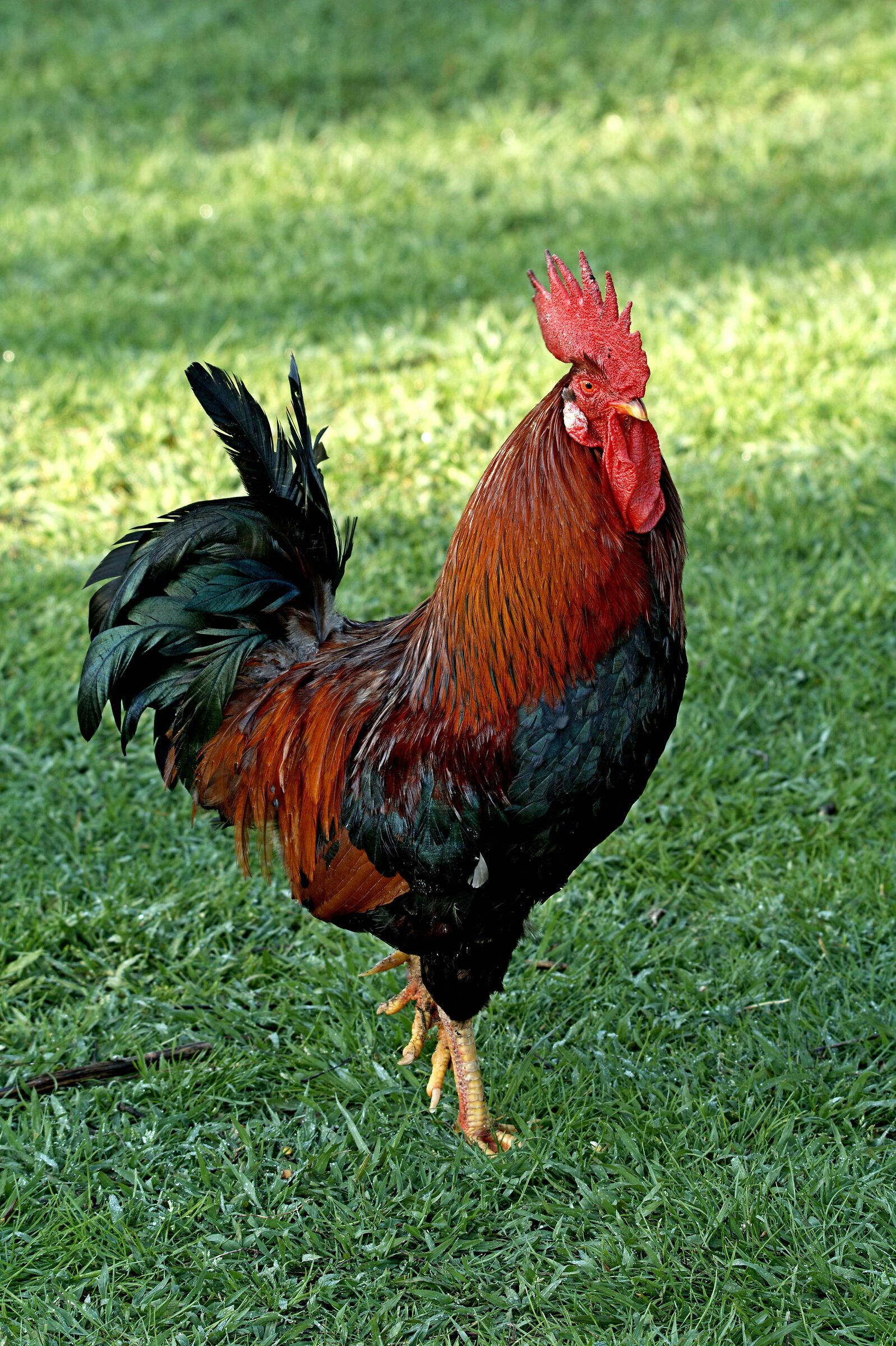 Gallo