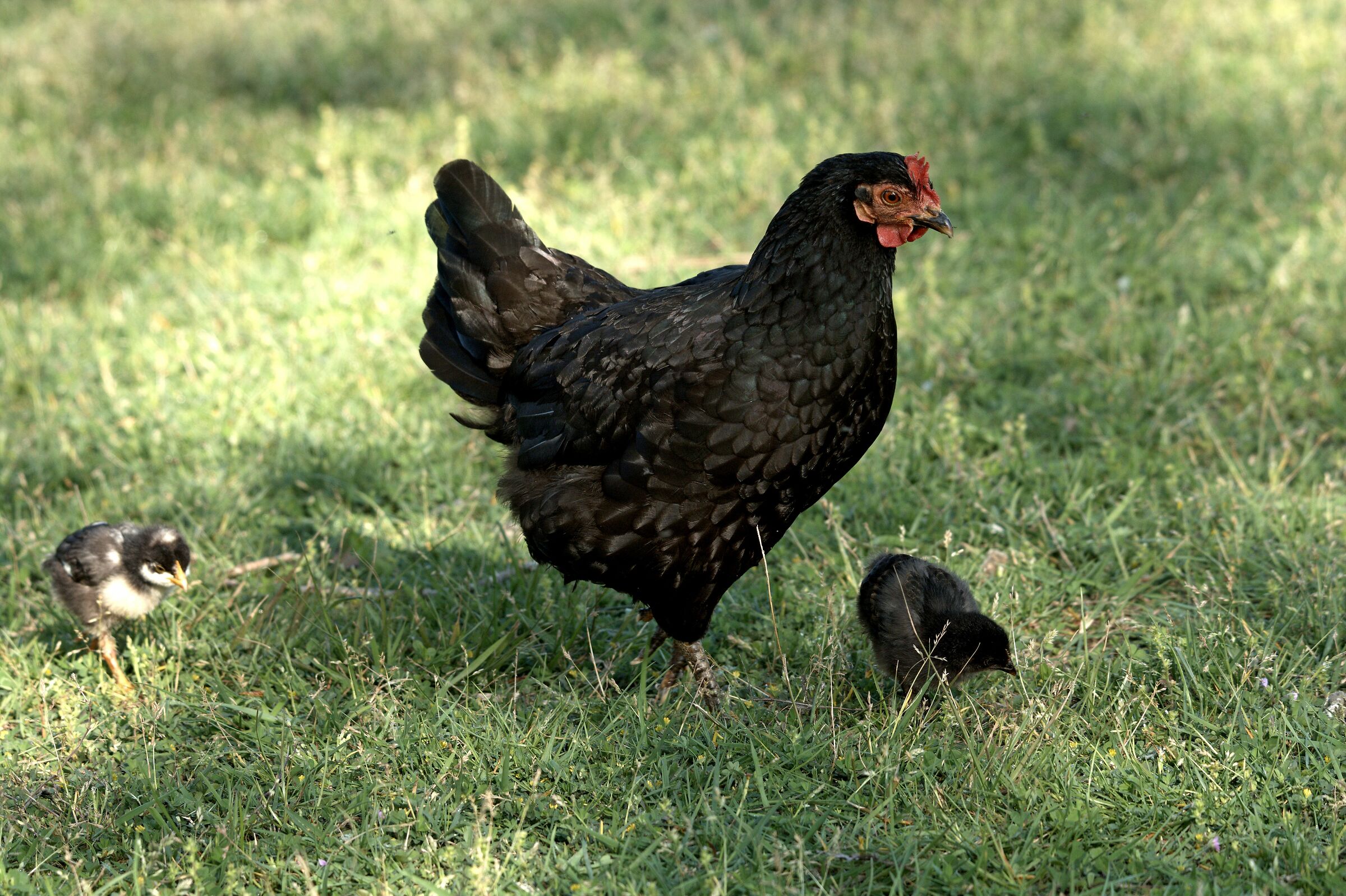 Hen and offspring