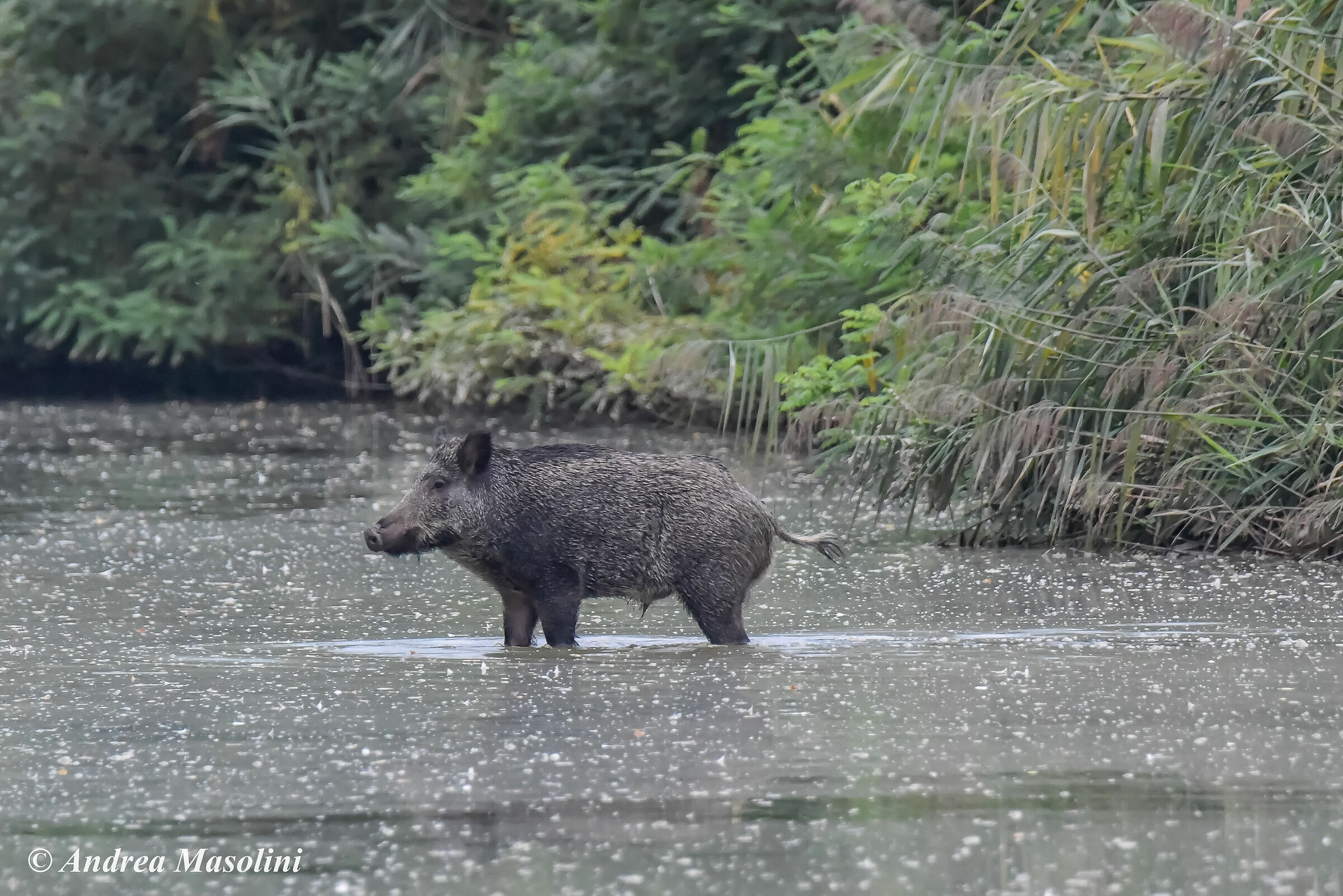 Cinghiale