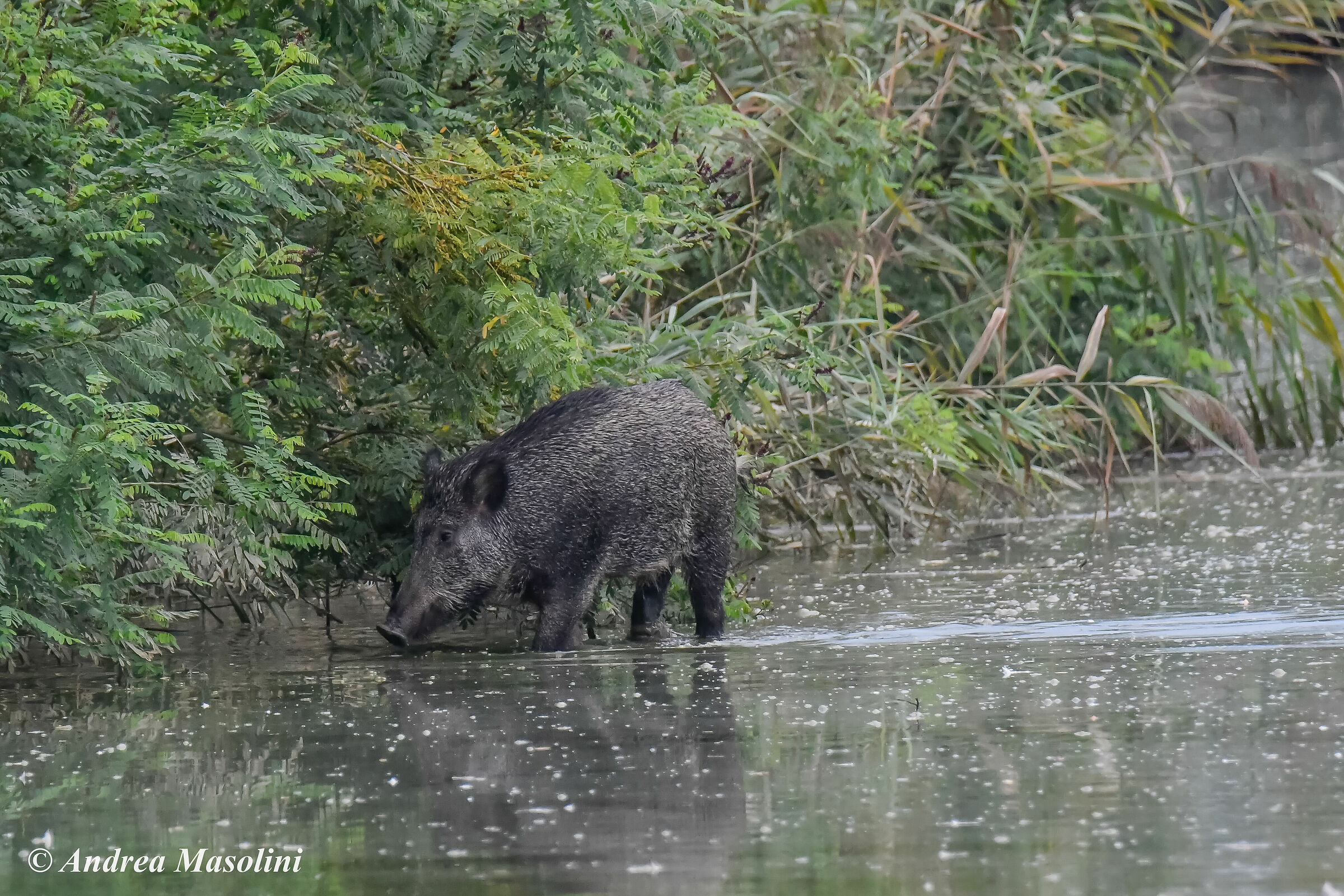 Cinghiale
