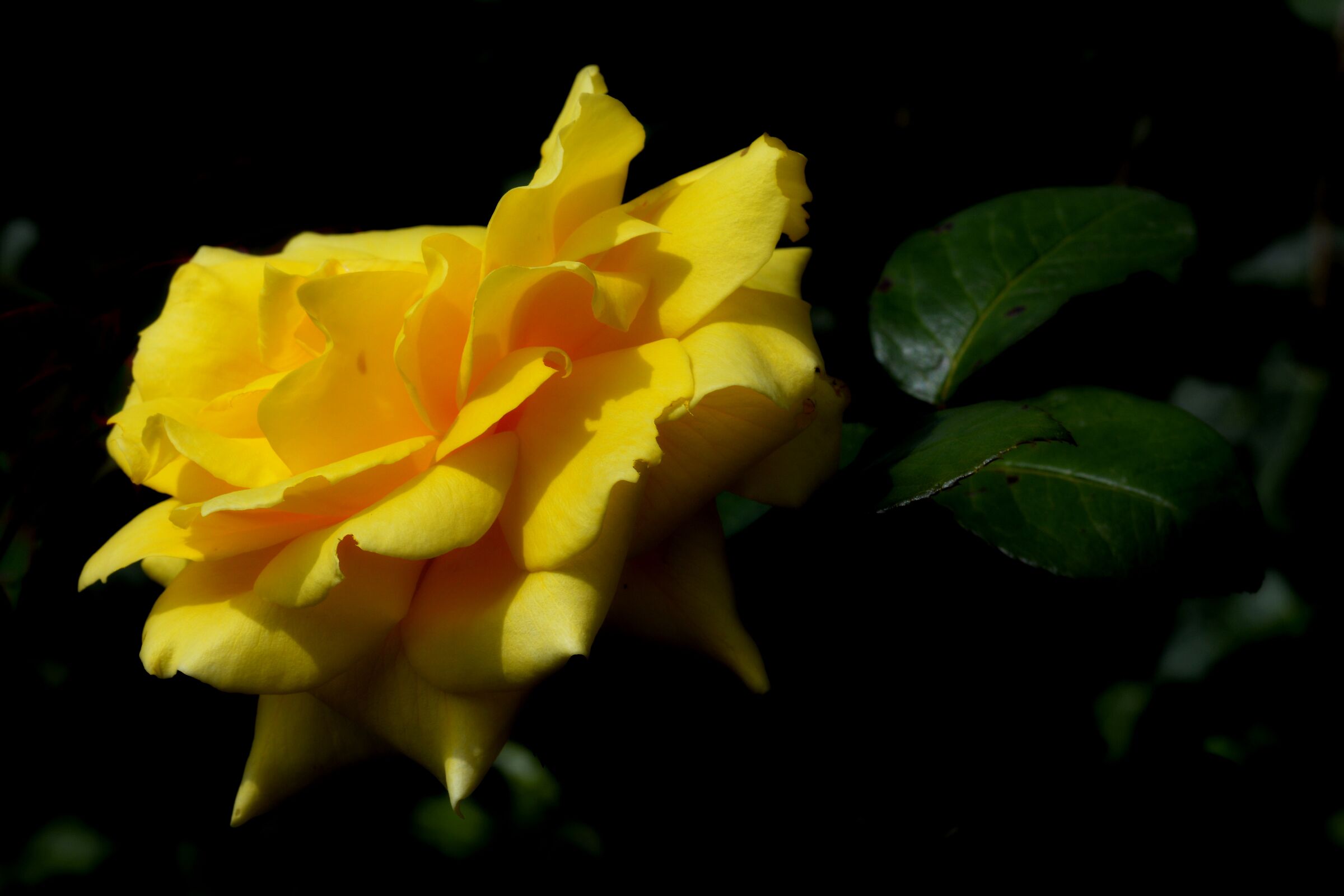 Rosa