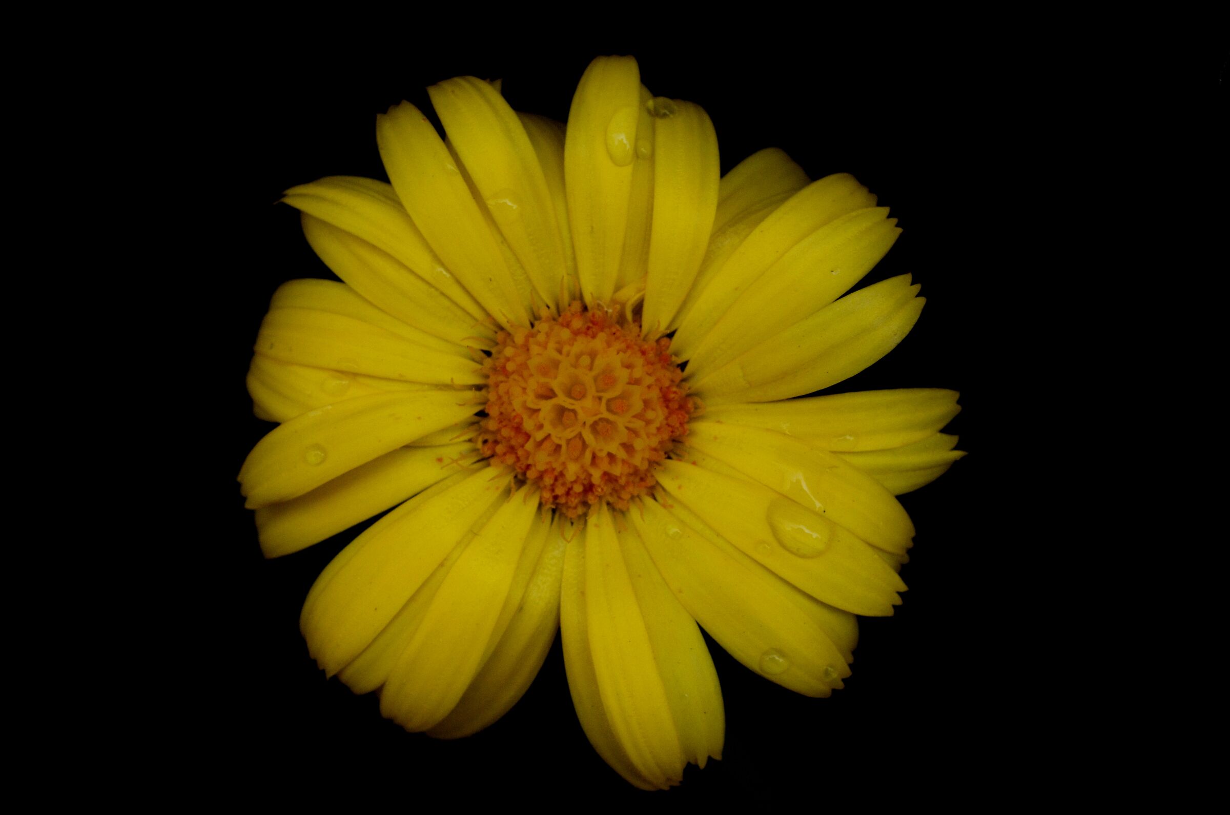 Fiore