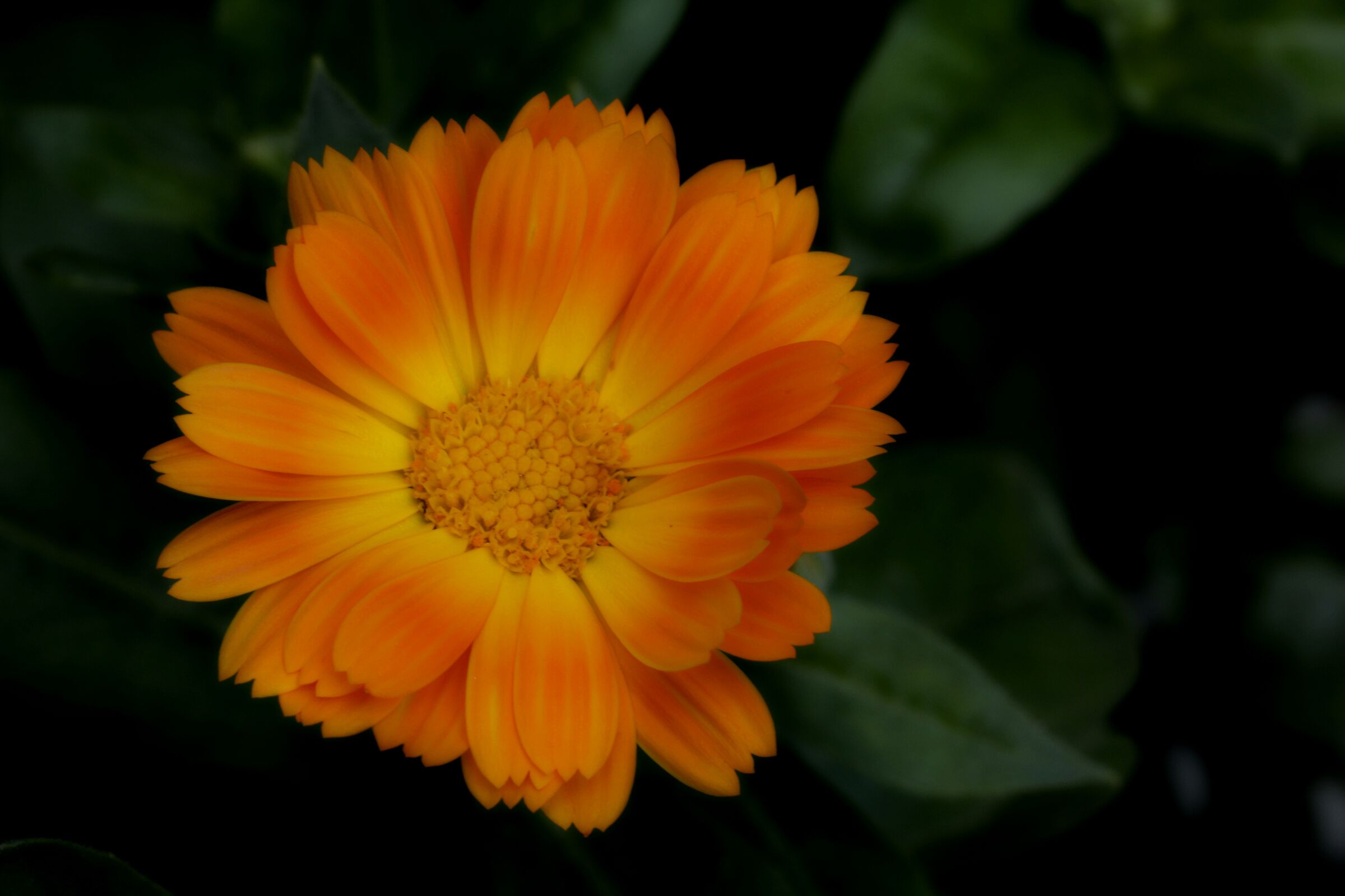Fiore