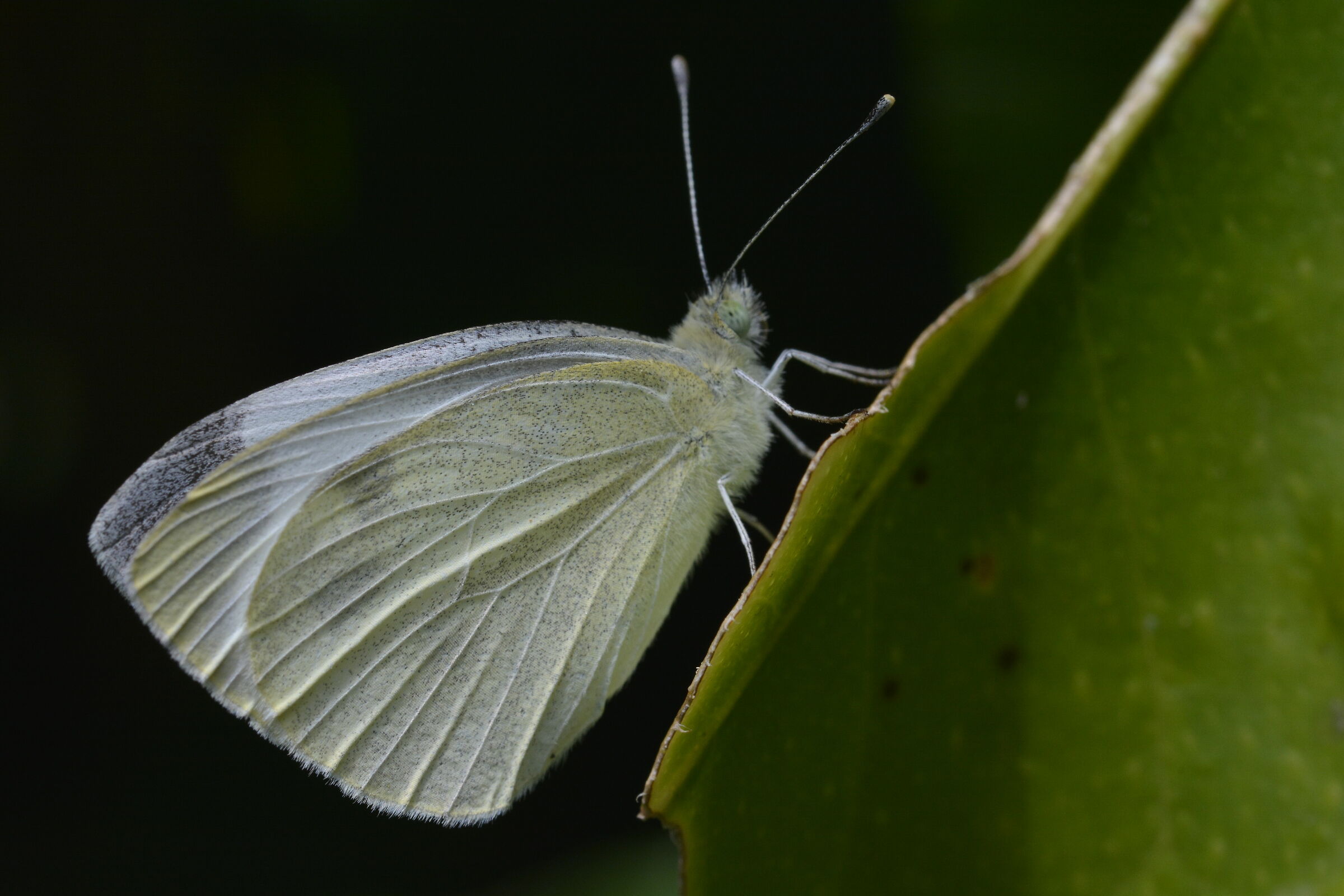 Farfalla