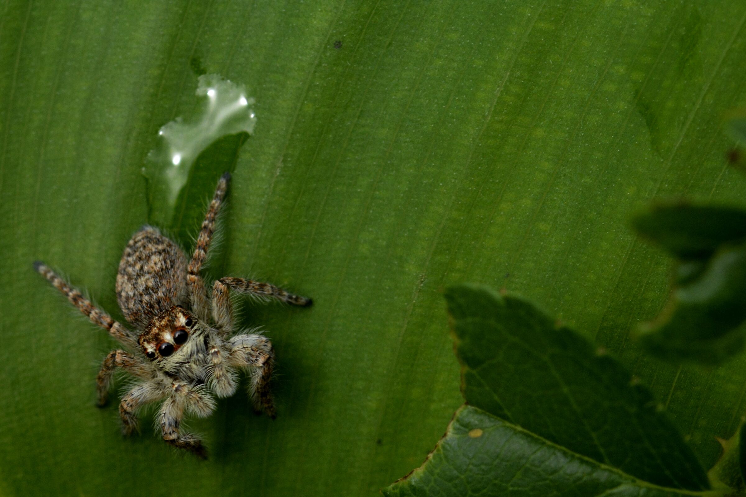 Ragno (salticidae)