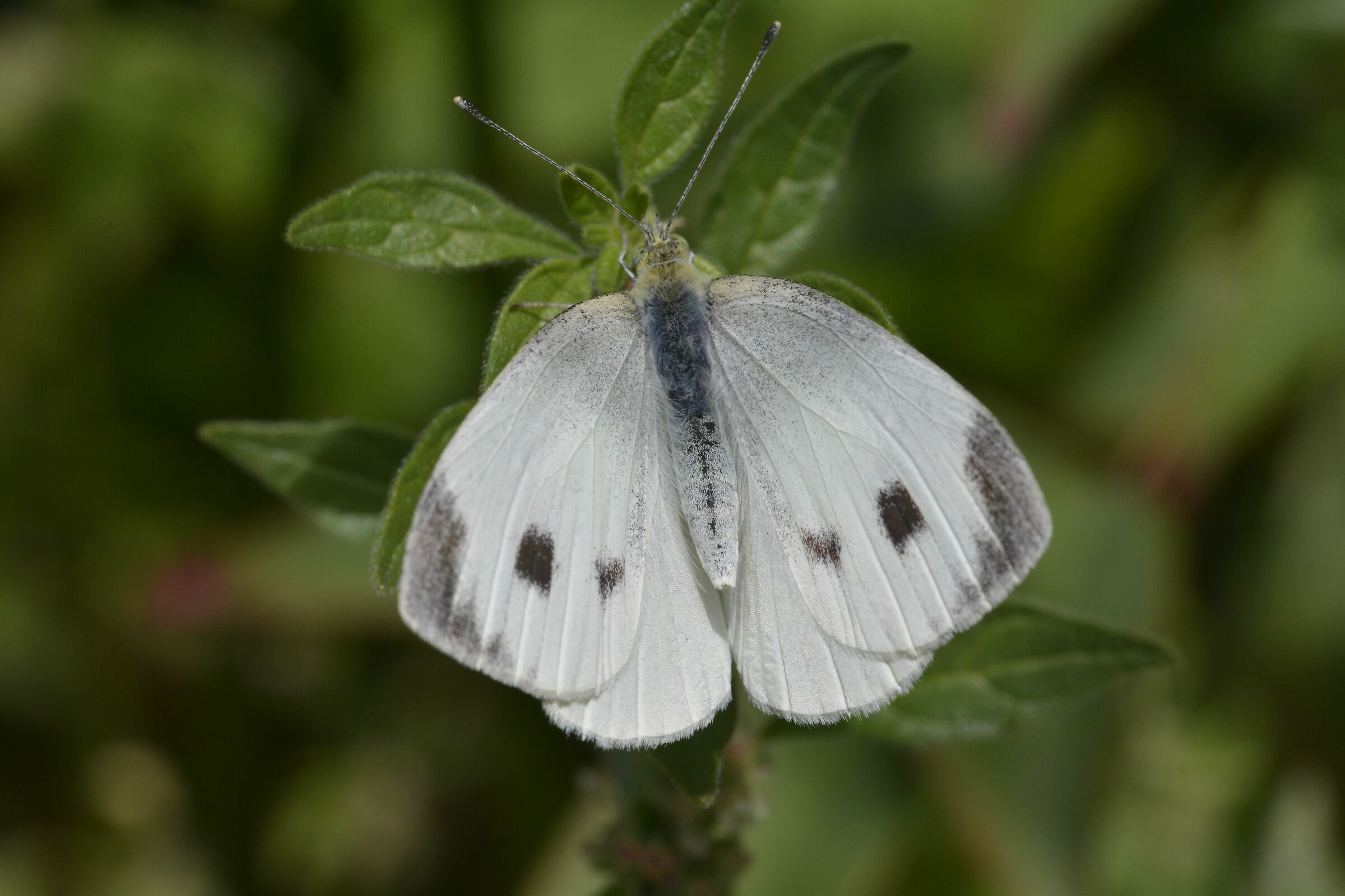 Farfalla