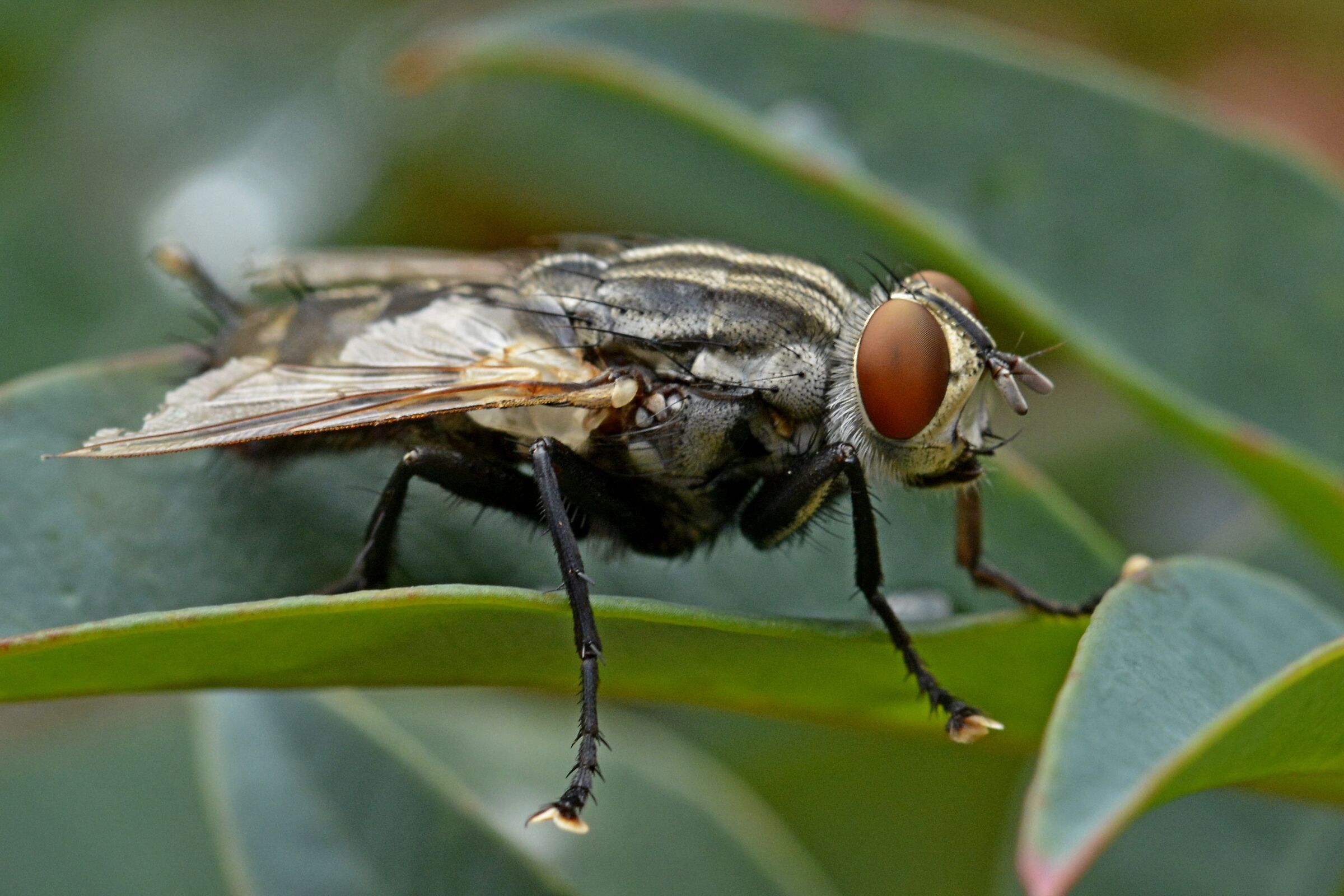 the Fly