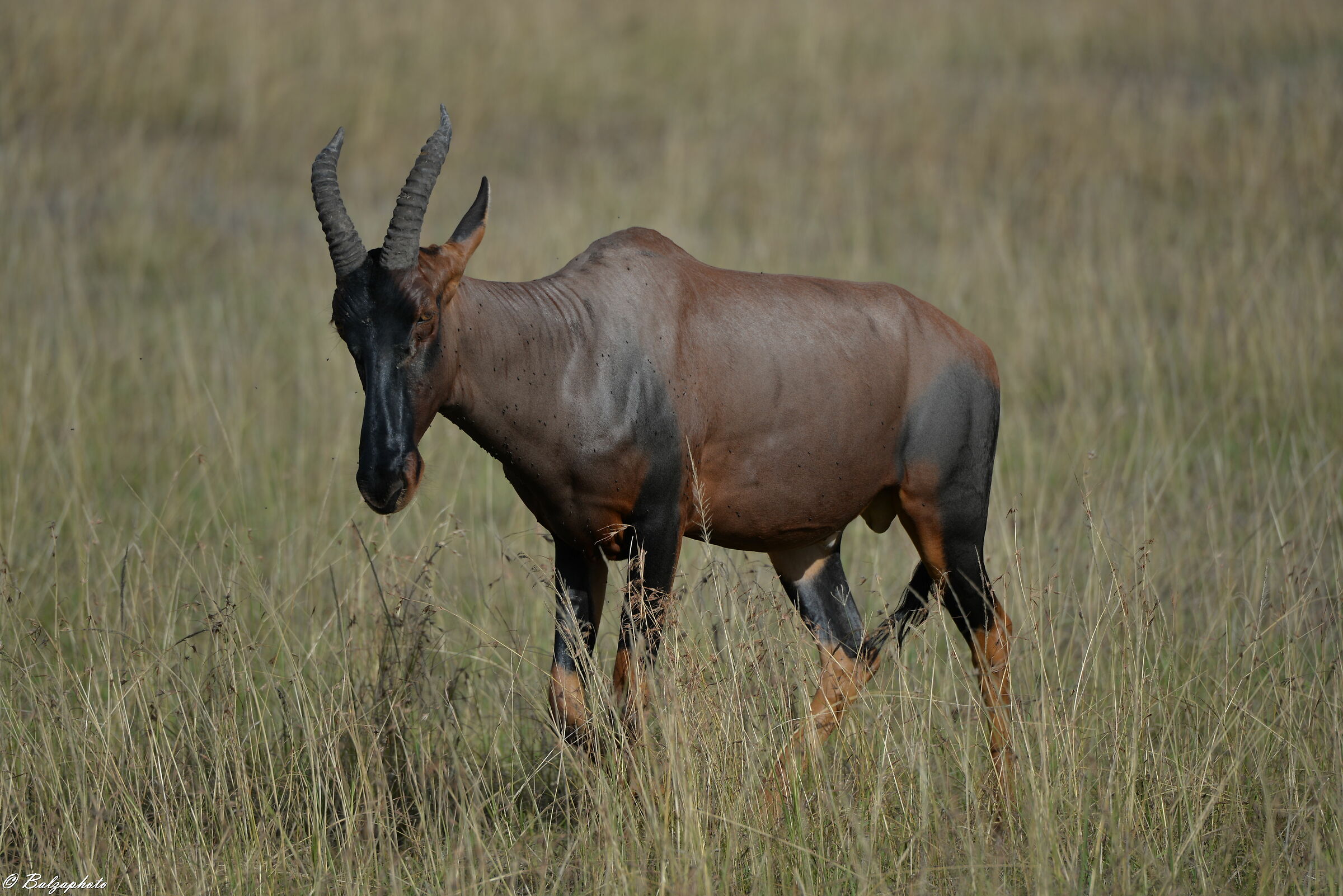 Mice - Antelope of the Savannah Masai Mara