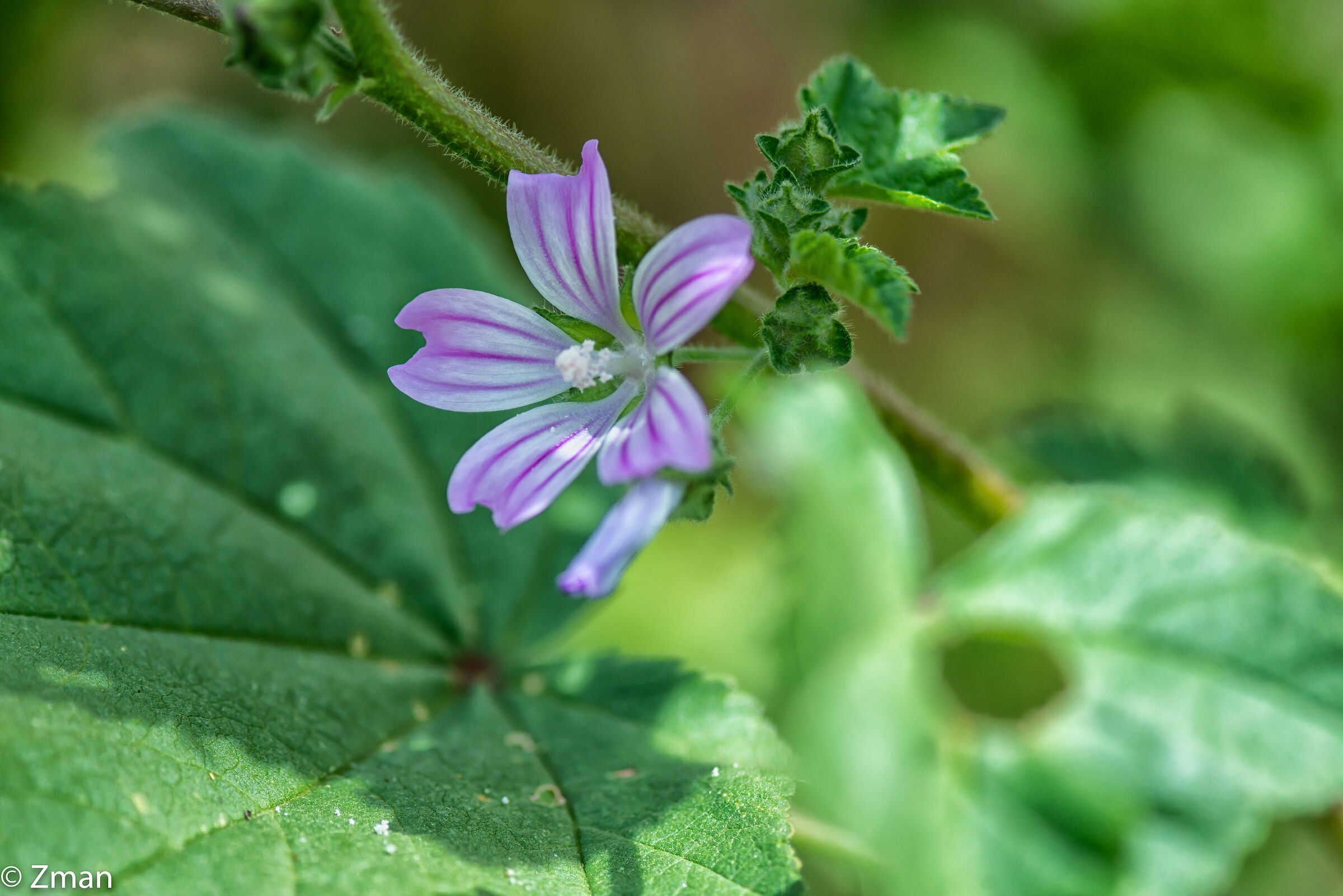 Common Mallow
