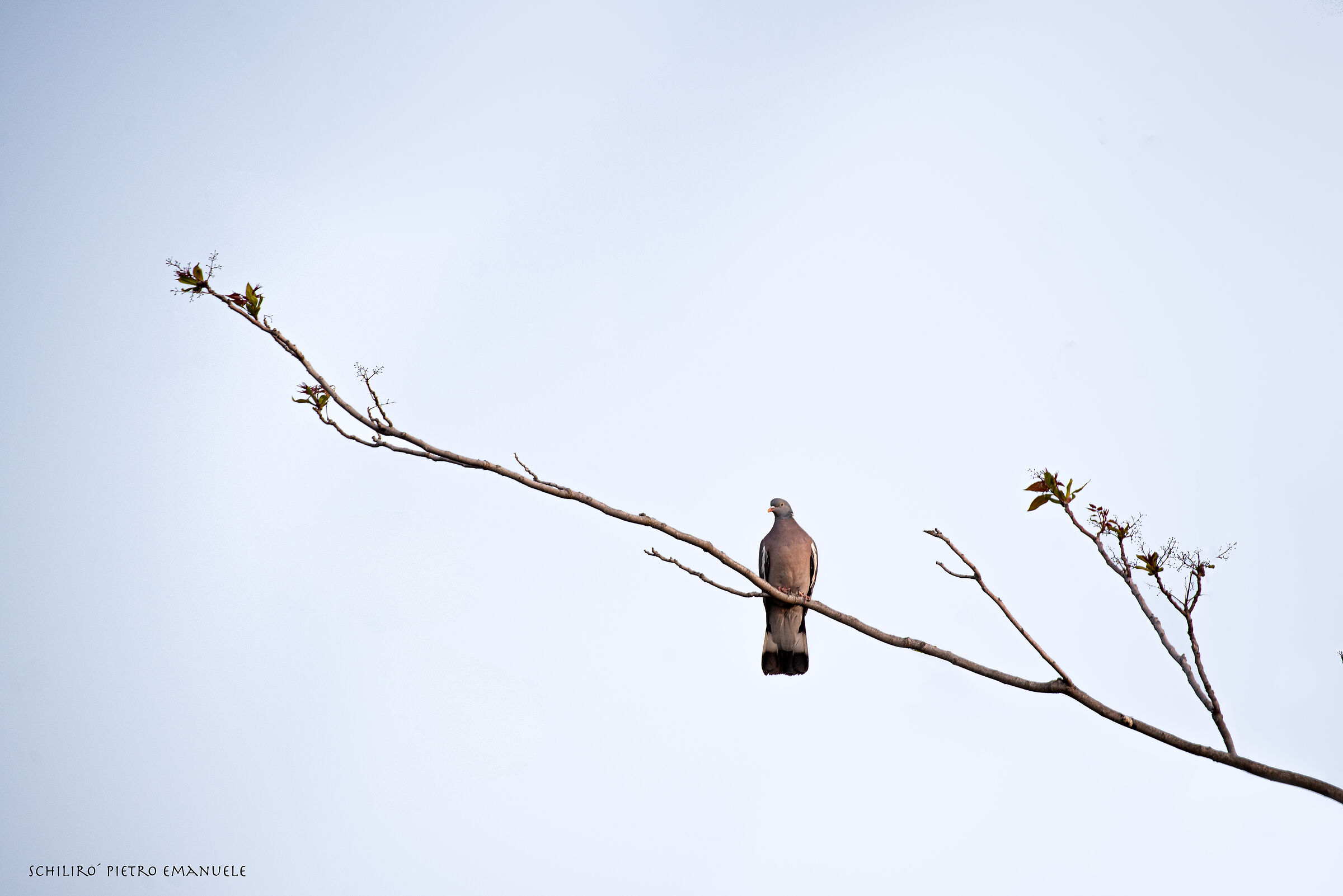 One branch for each bird
