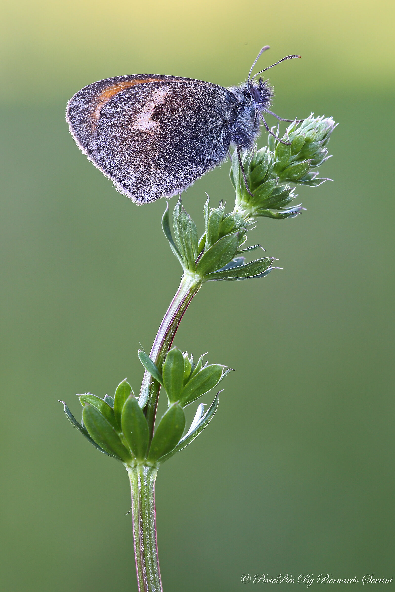 Coenonympha pamphilus