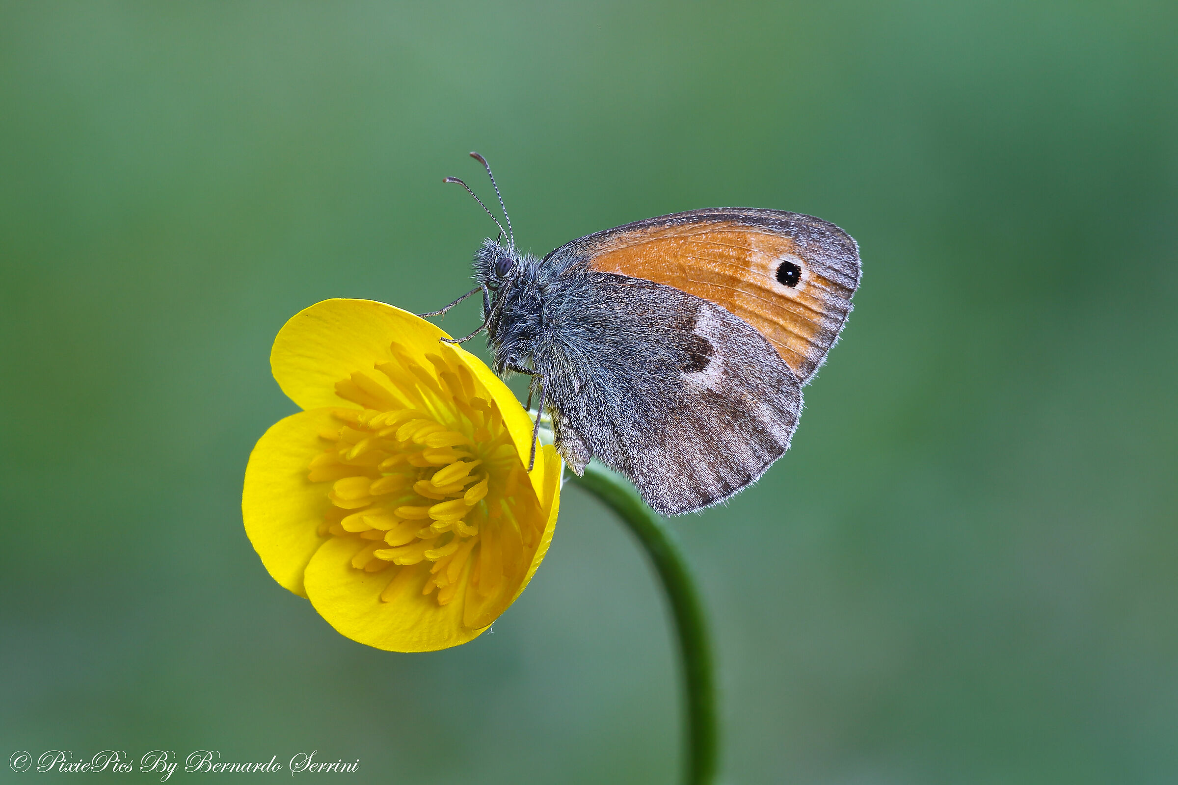 Coenonympha pamphilus