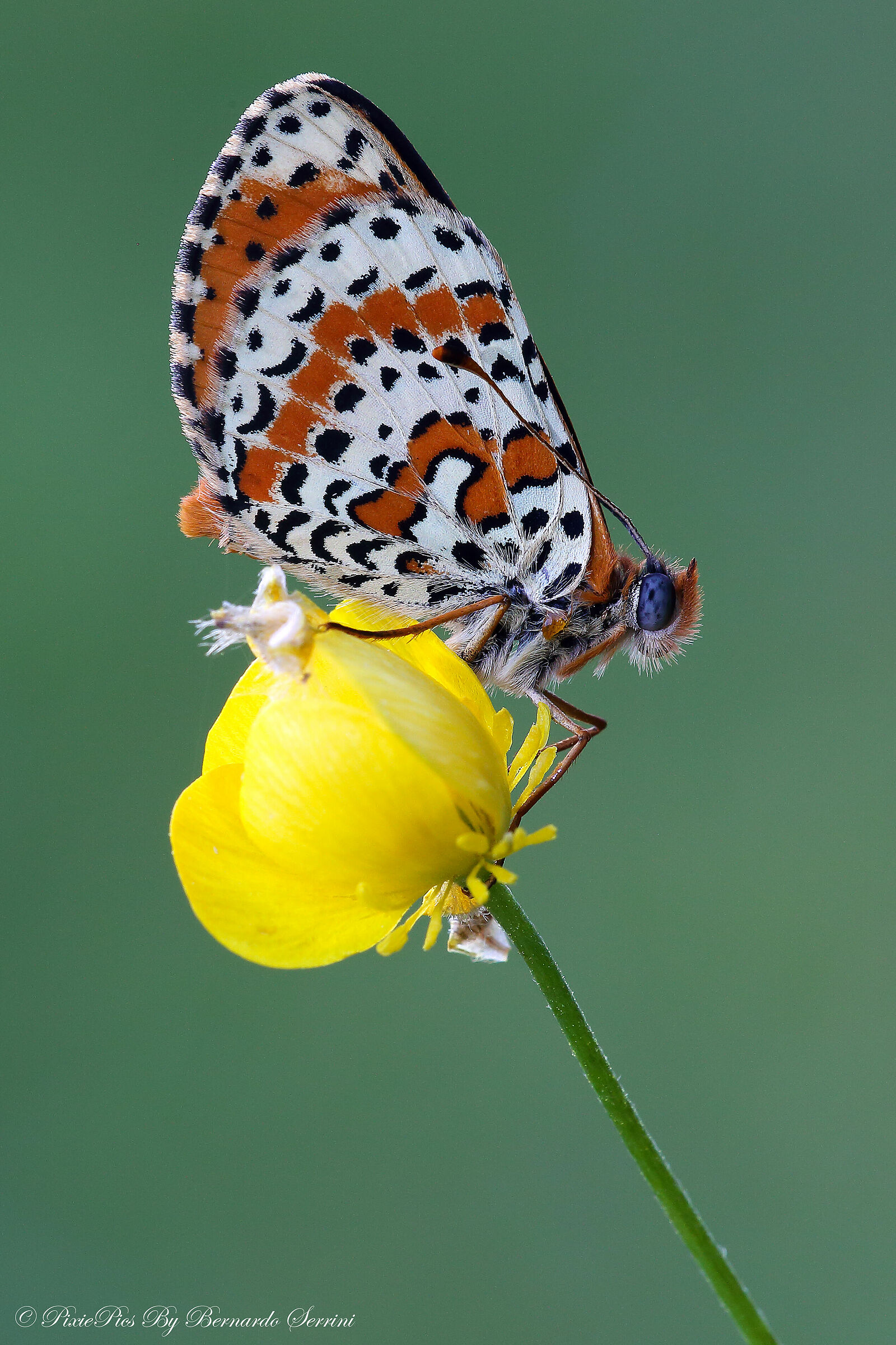 Melitaea