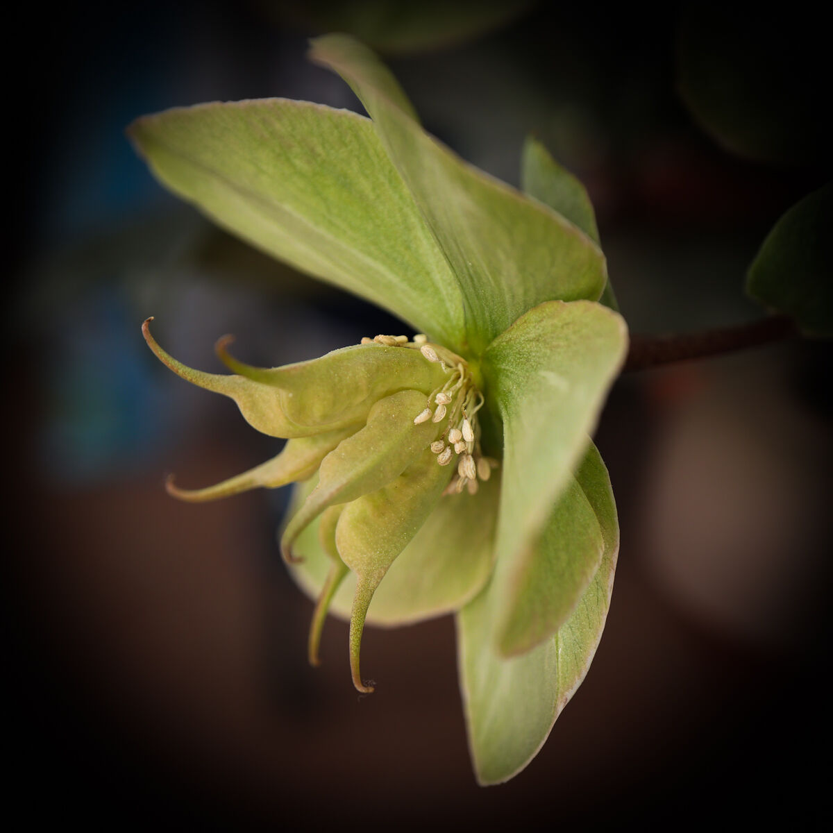 Helleborus, New1