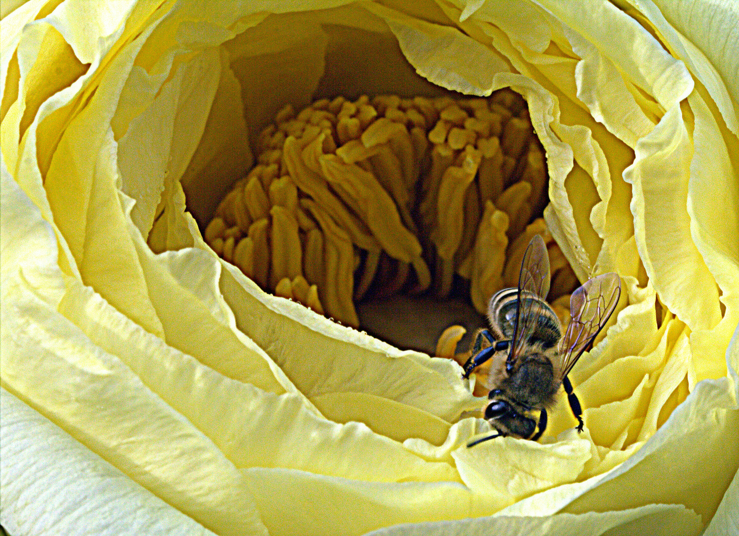 ape su peonia gialla