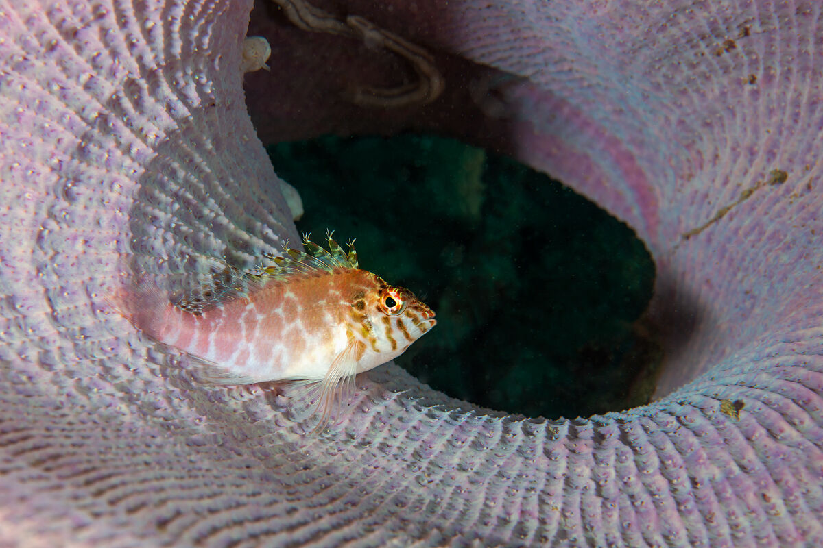 Cirrhitichthys aprinus