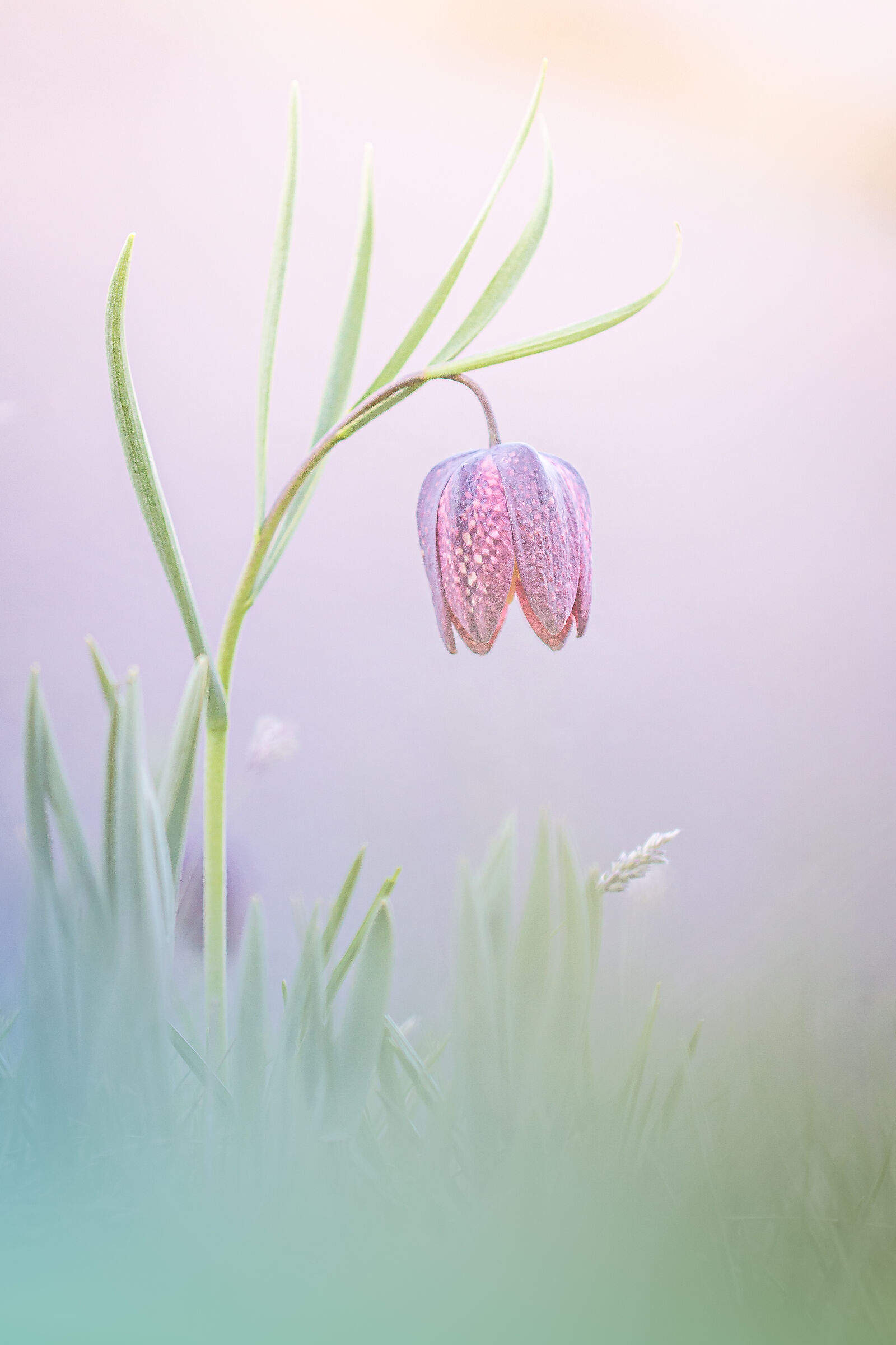 Fritillaria burnatii