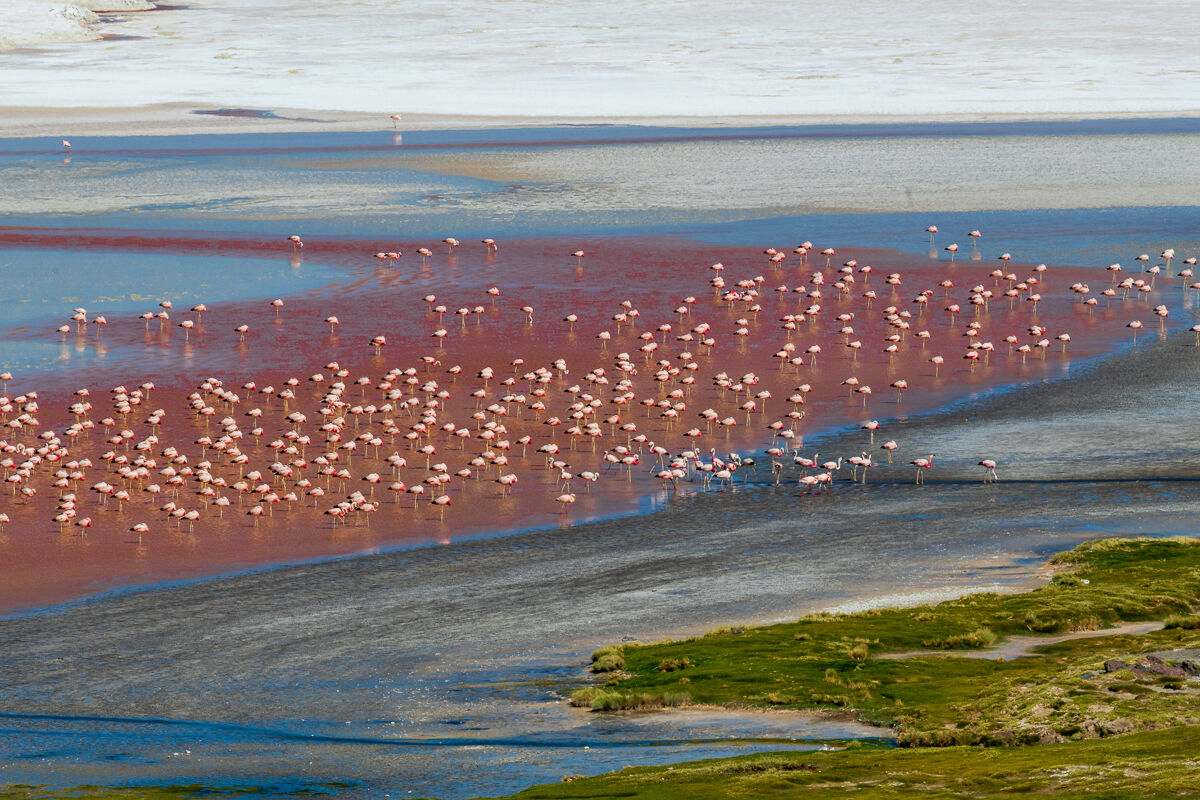 Flamingos