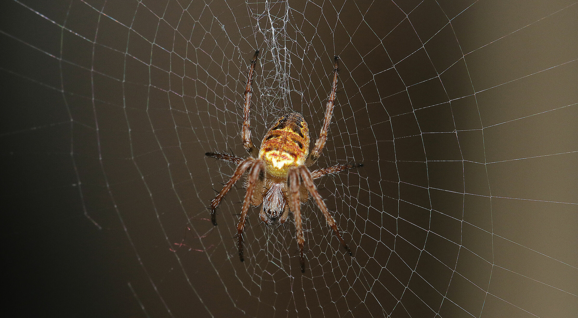 Ragno sulla tela