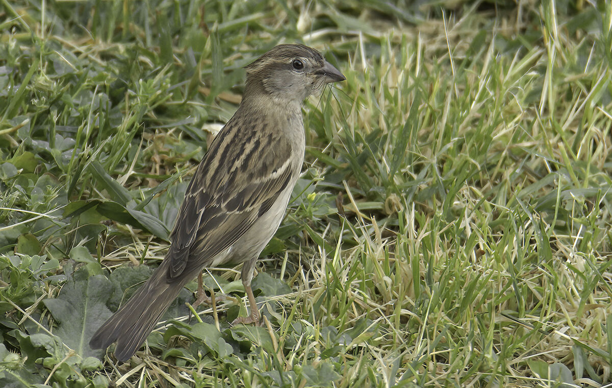 Sparrow of female Italy