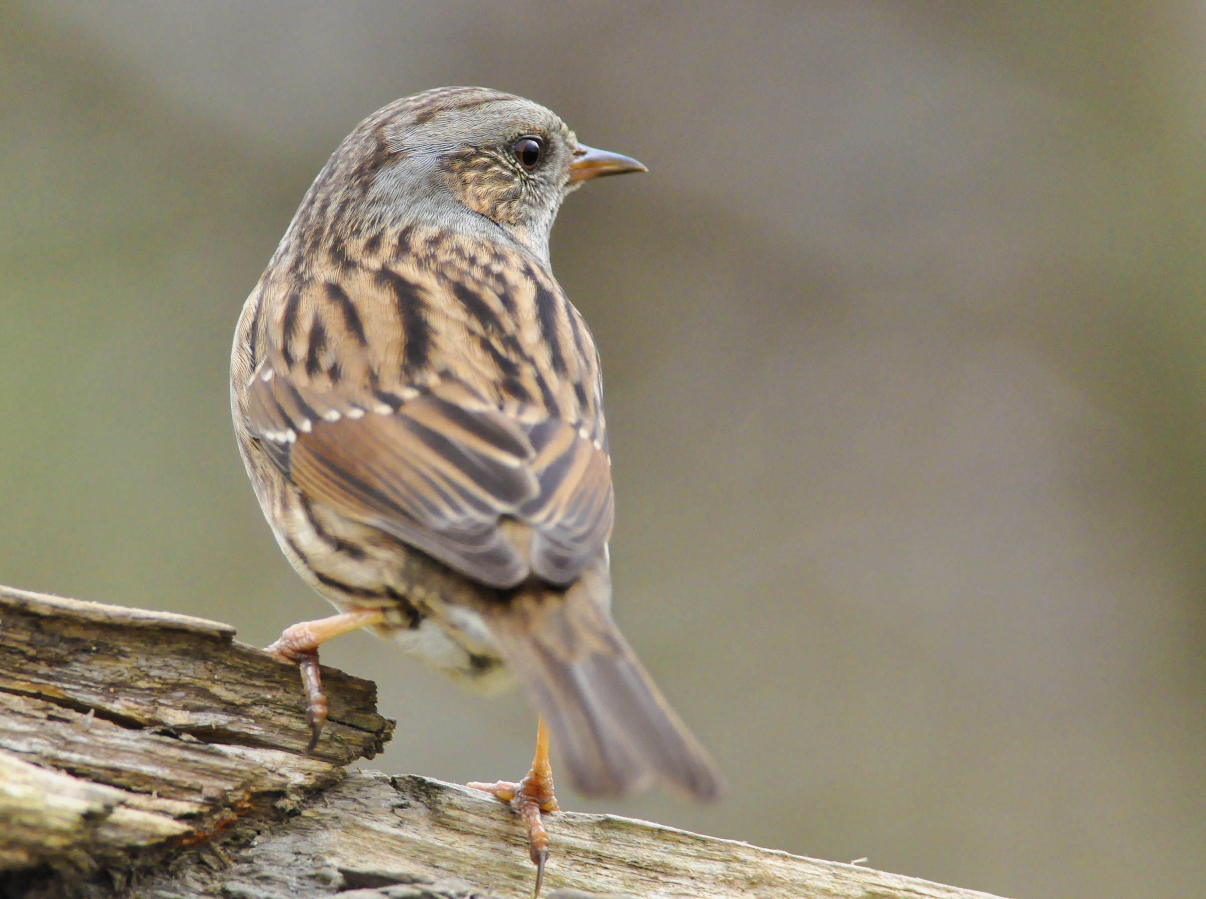 dunnock