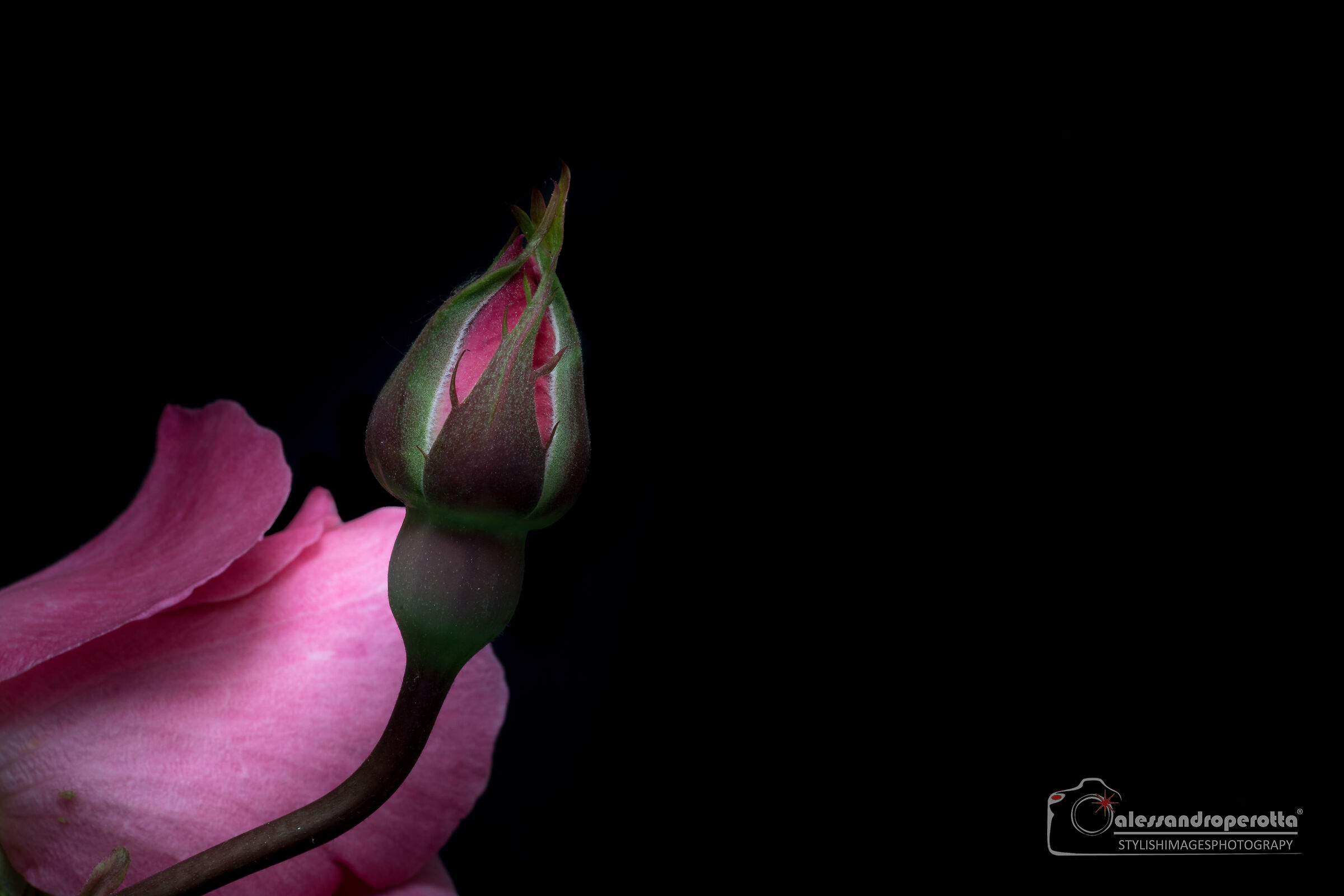 Rose bud