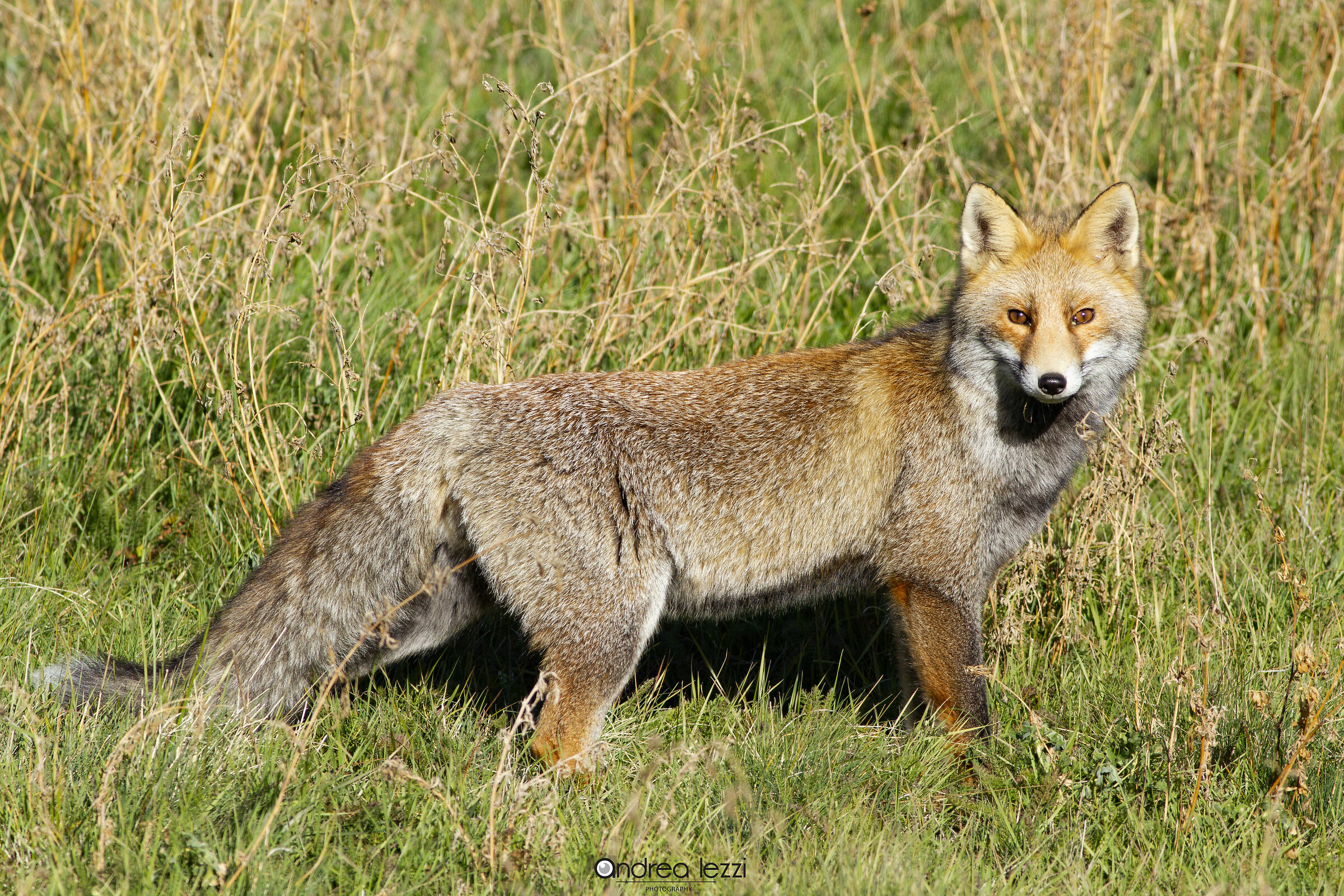 Red Fox