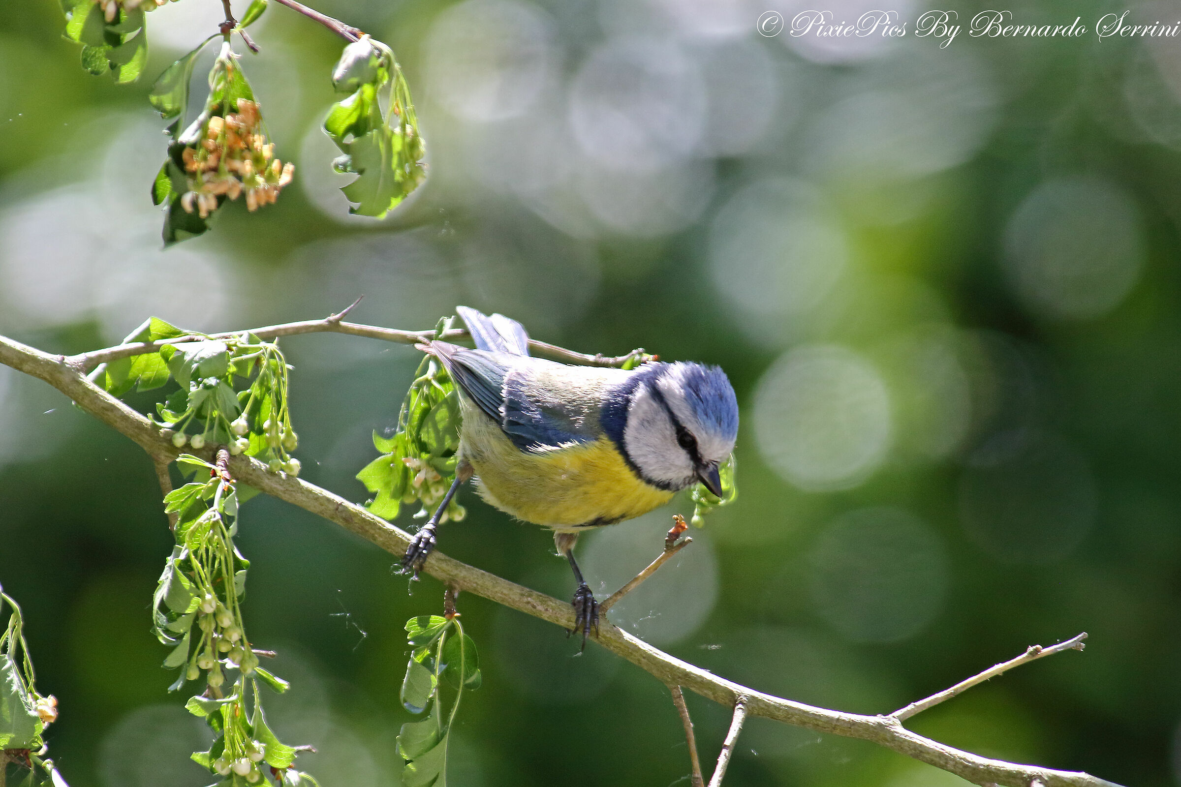 Cinciarella in my garden