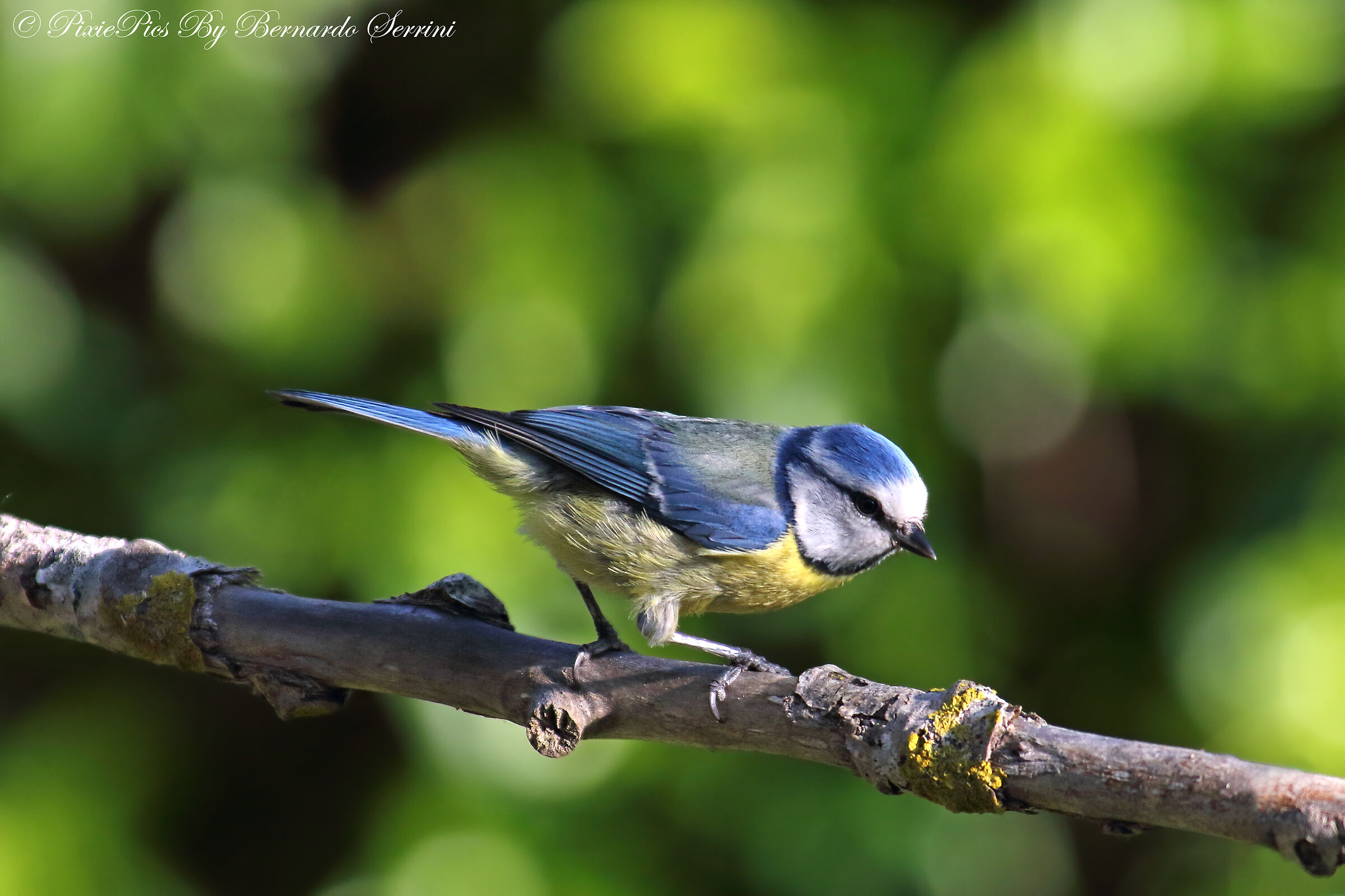 Cinciarella in my garden