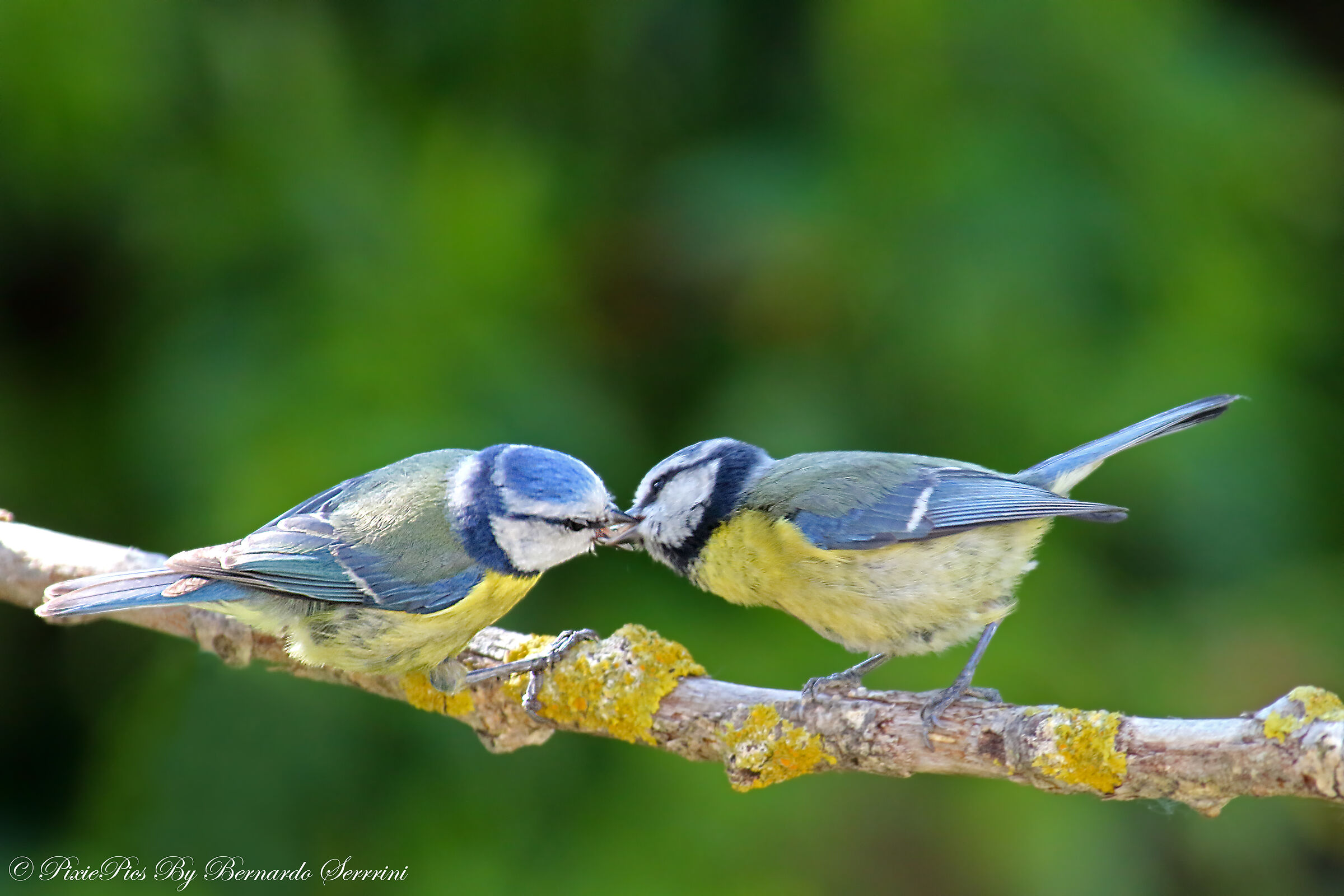 Cinciarelle in my garden