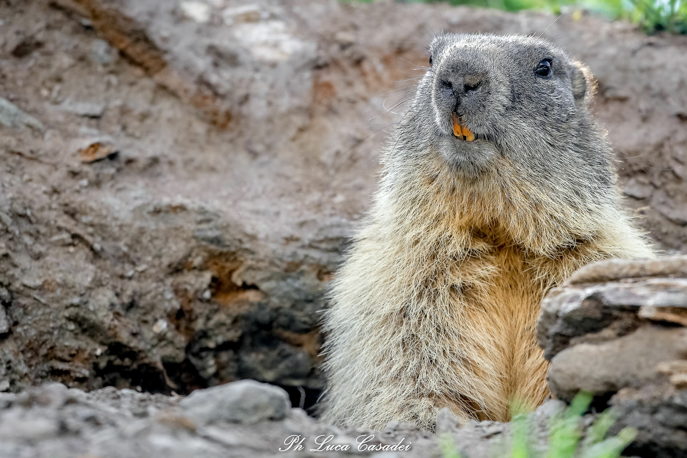 Curious Marmot