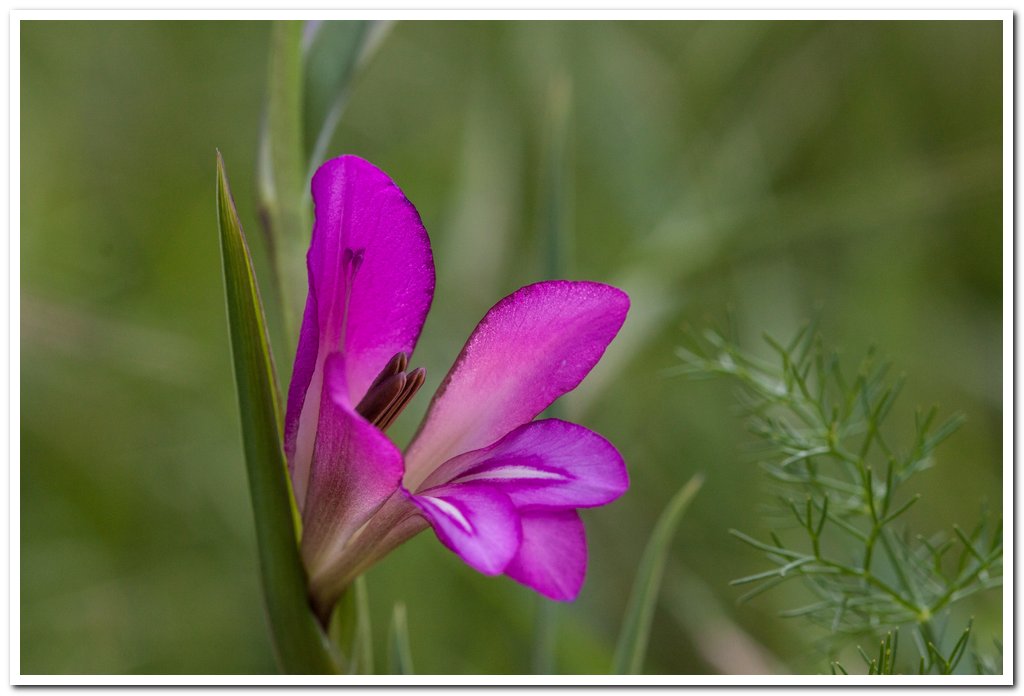 Wild Gladiolo