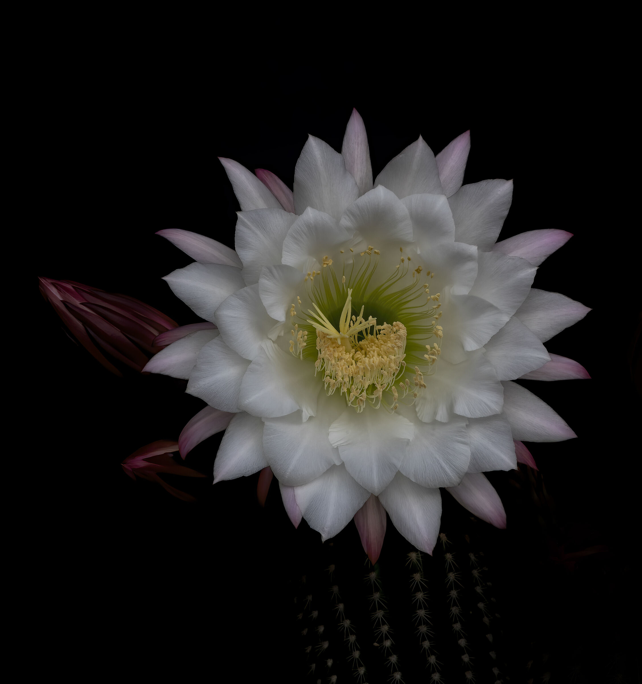 fiori di cereus cactus