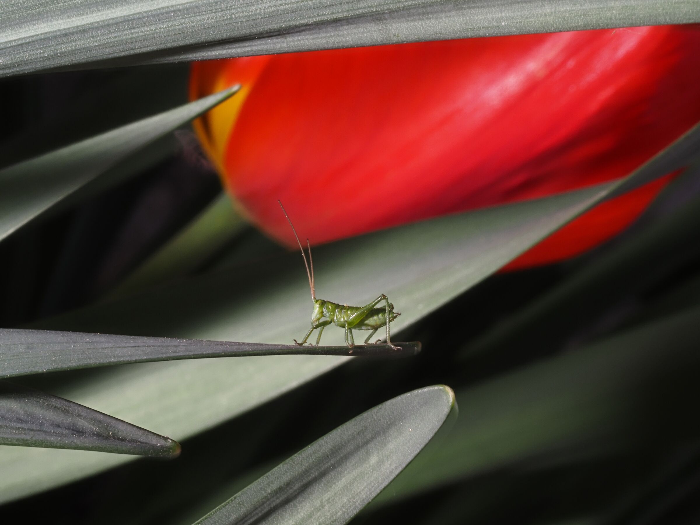 Tettigonia Viridissim