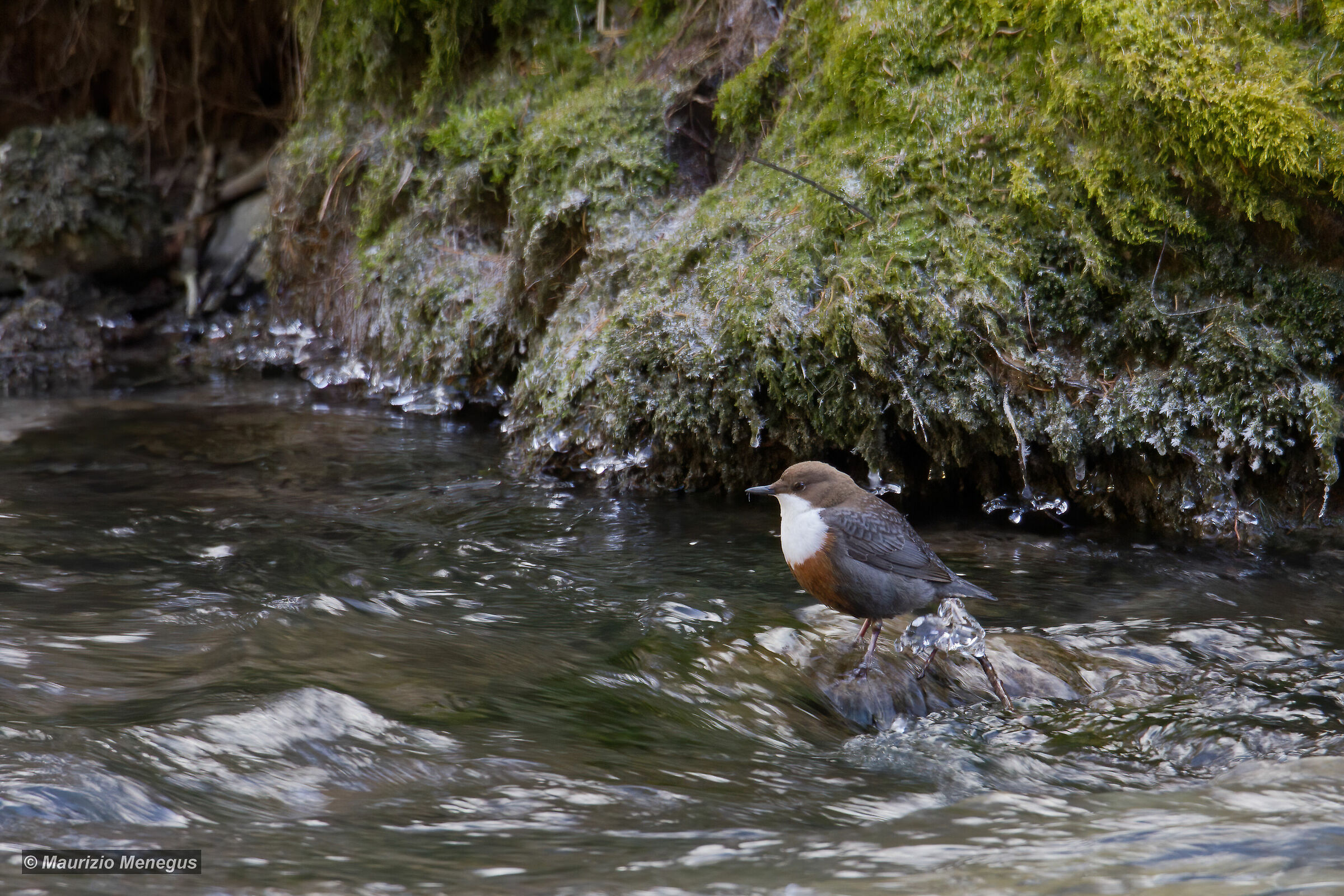 Merlo acquaiolo Gennaio 2017