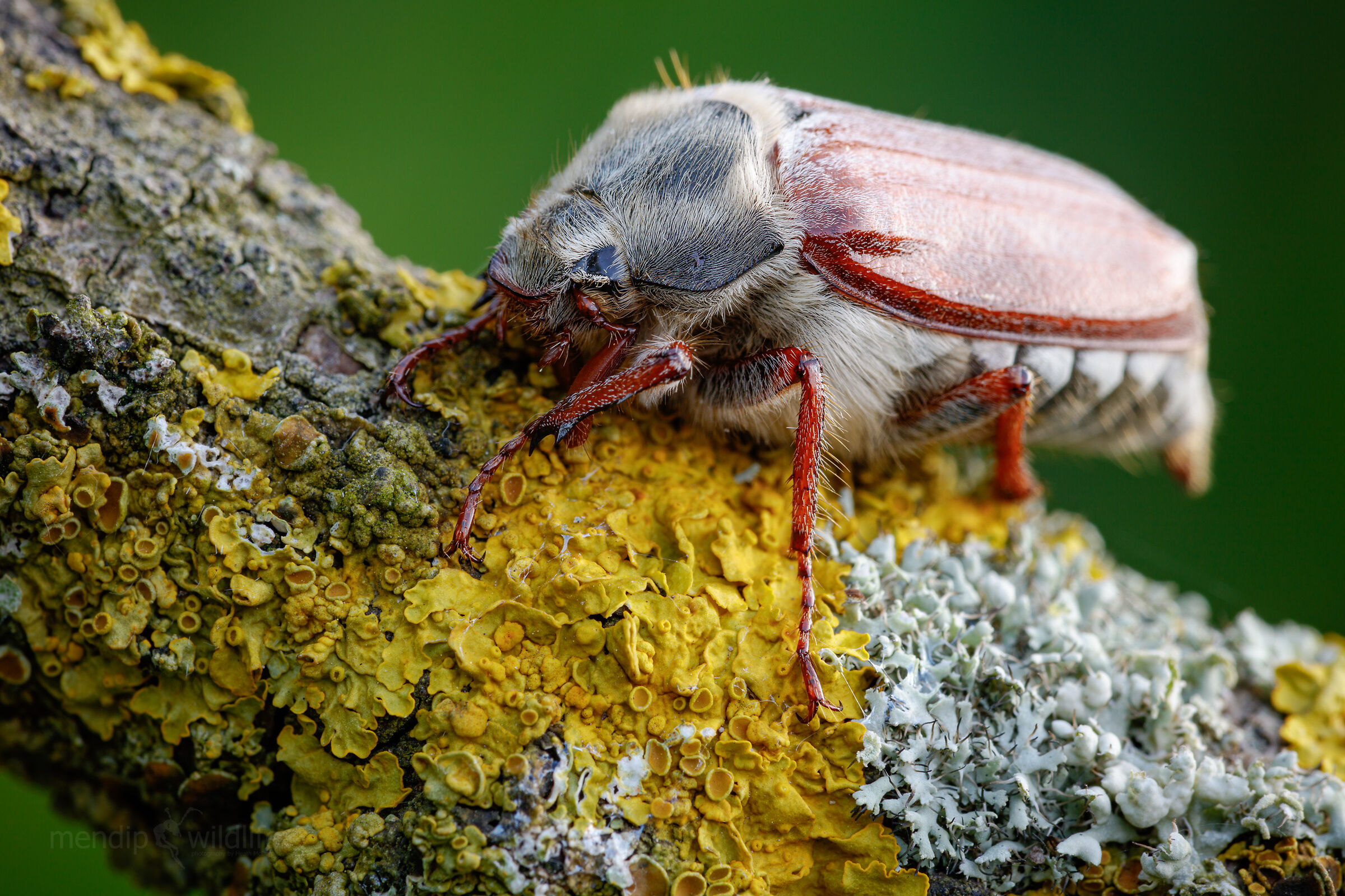 Common Cockchafer - Melolontha melolontha
